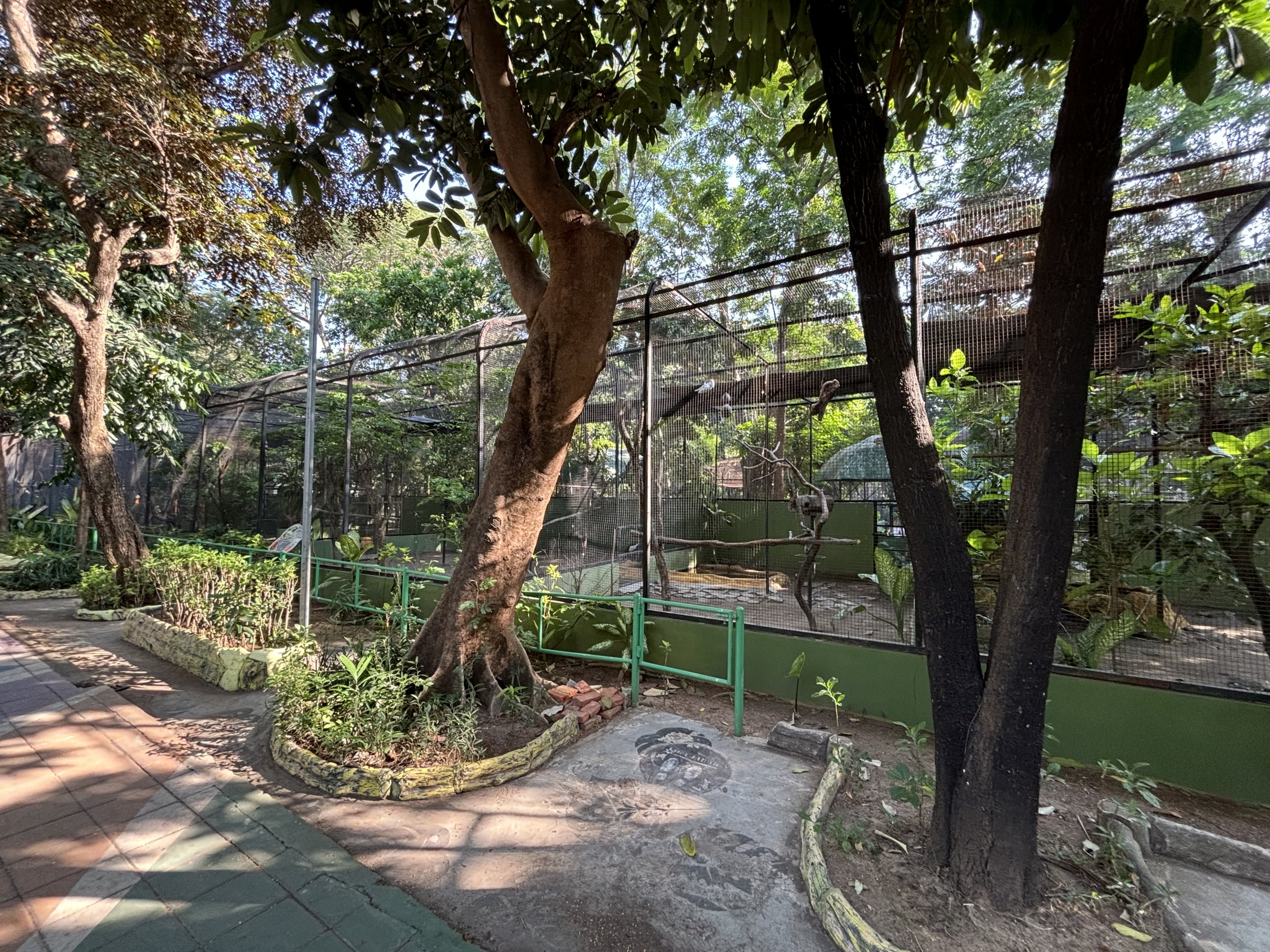 Assorted Aviaries (4 species)