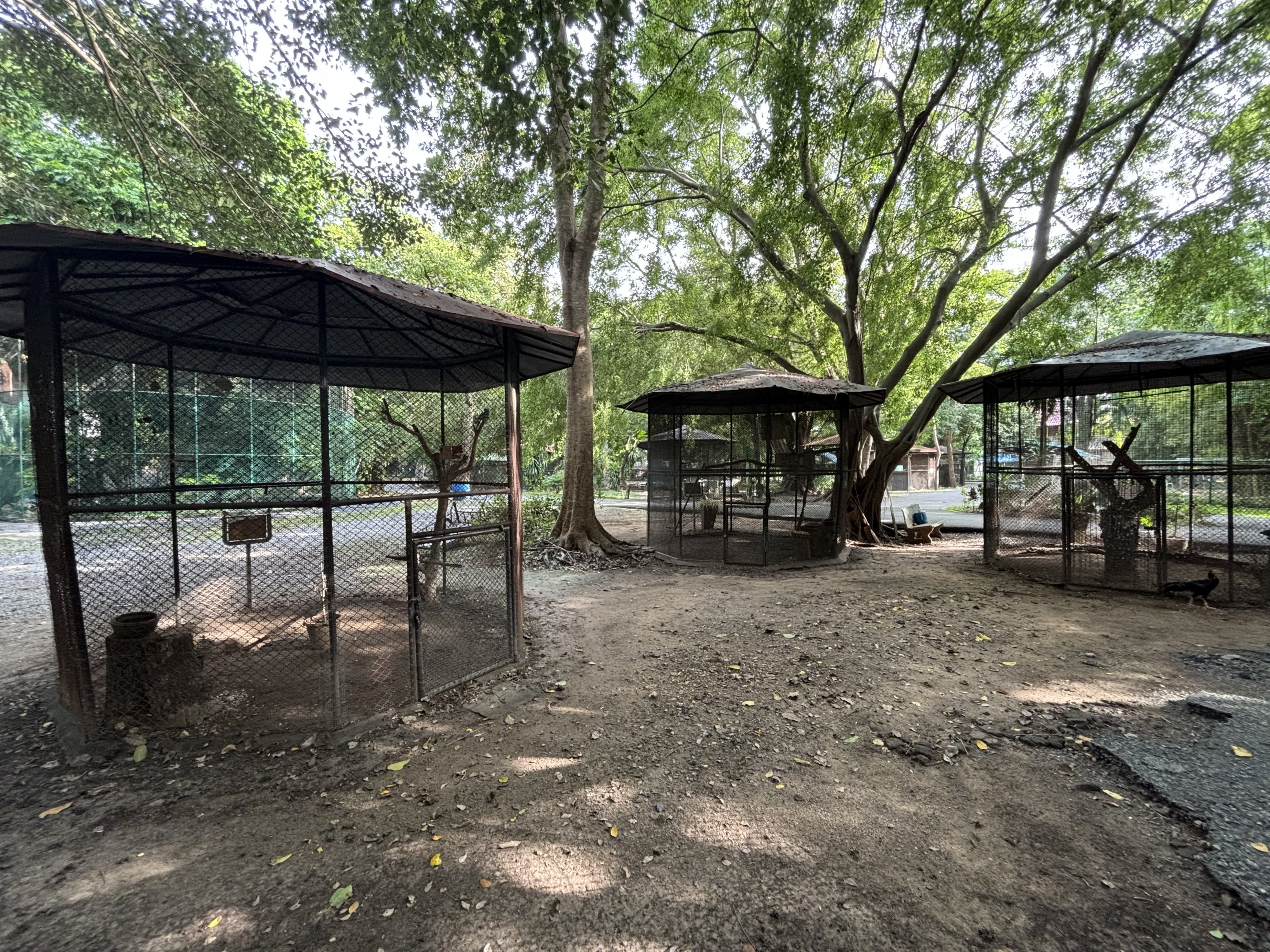 Assorted Aviaries - Lopburi Zoo