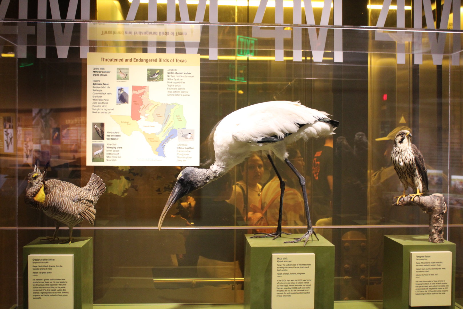 Assorted Bird Mounts