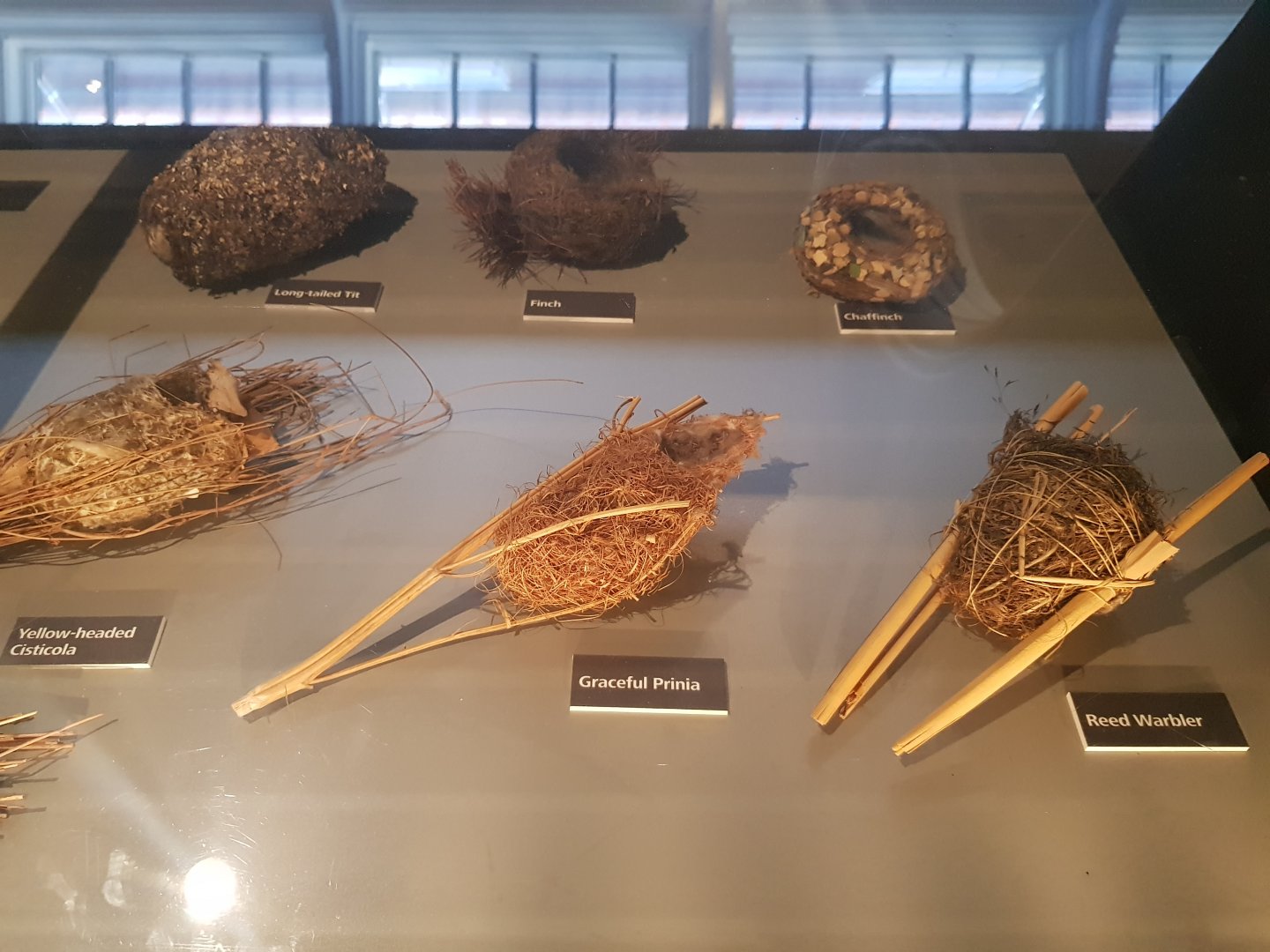 Assorted Bird Nests