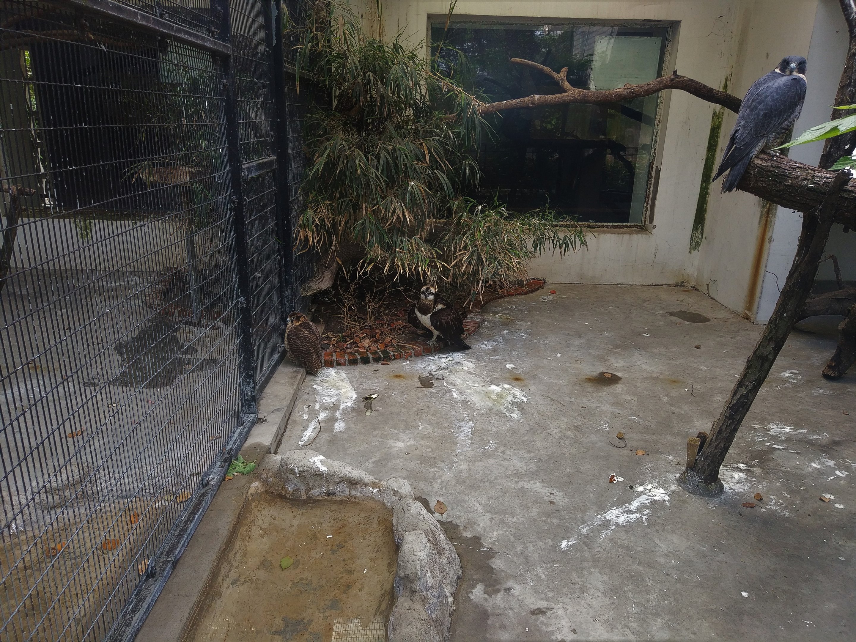 Assorted Birds of Prey