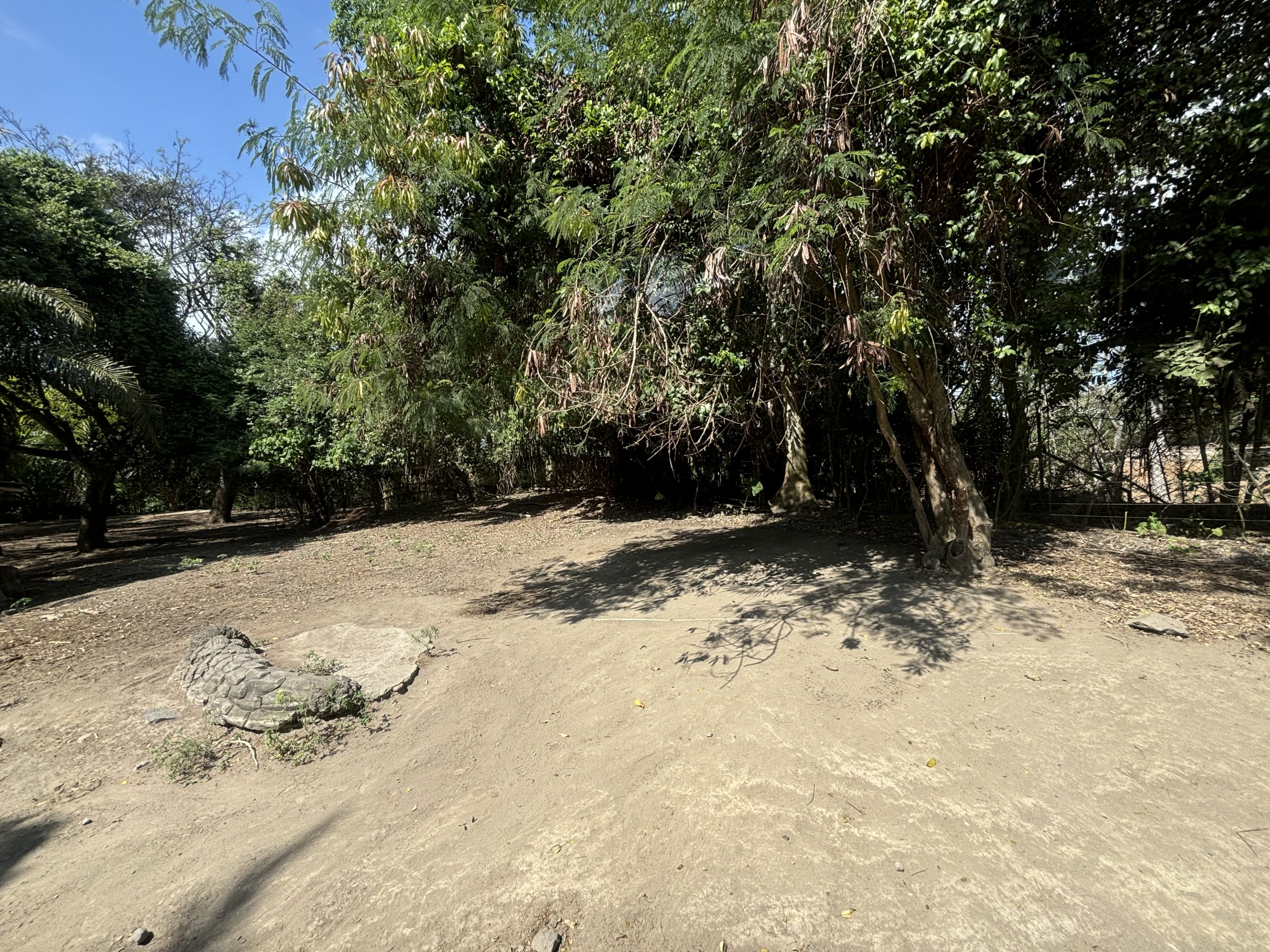 Assorted Deer Paddock