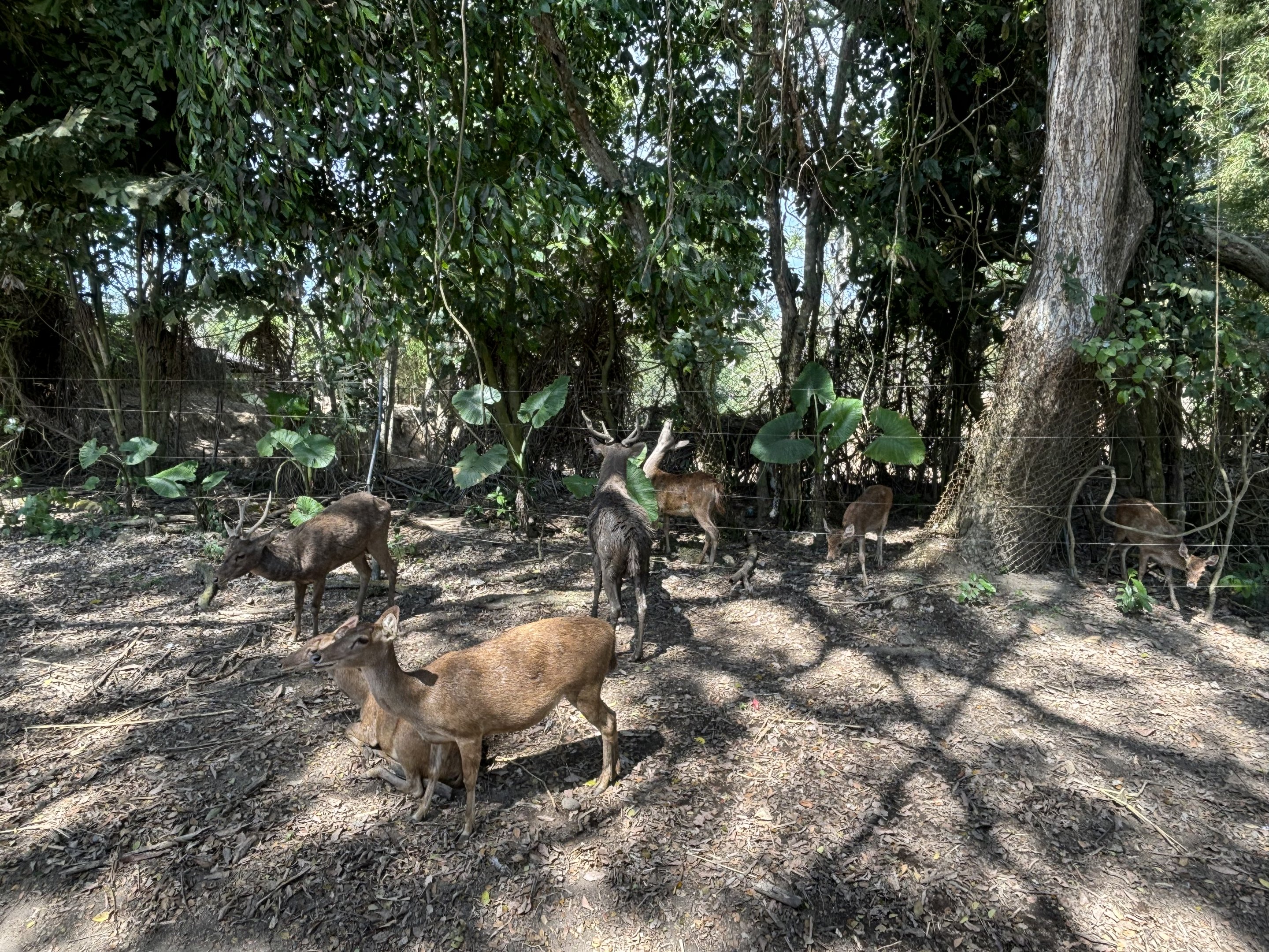 Assorted Deer Paddock