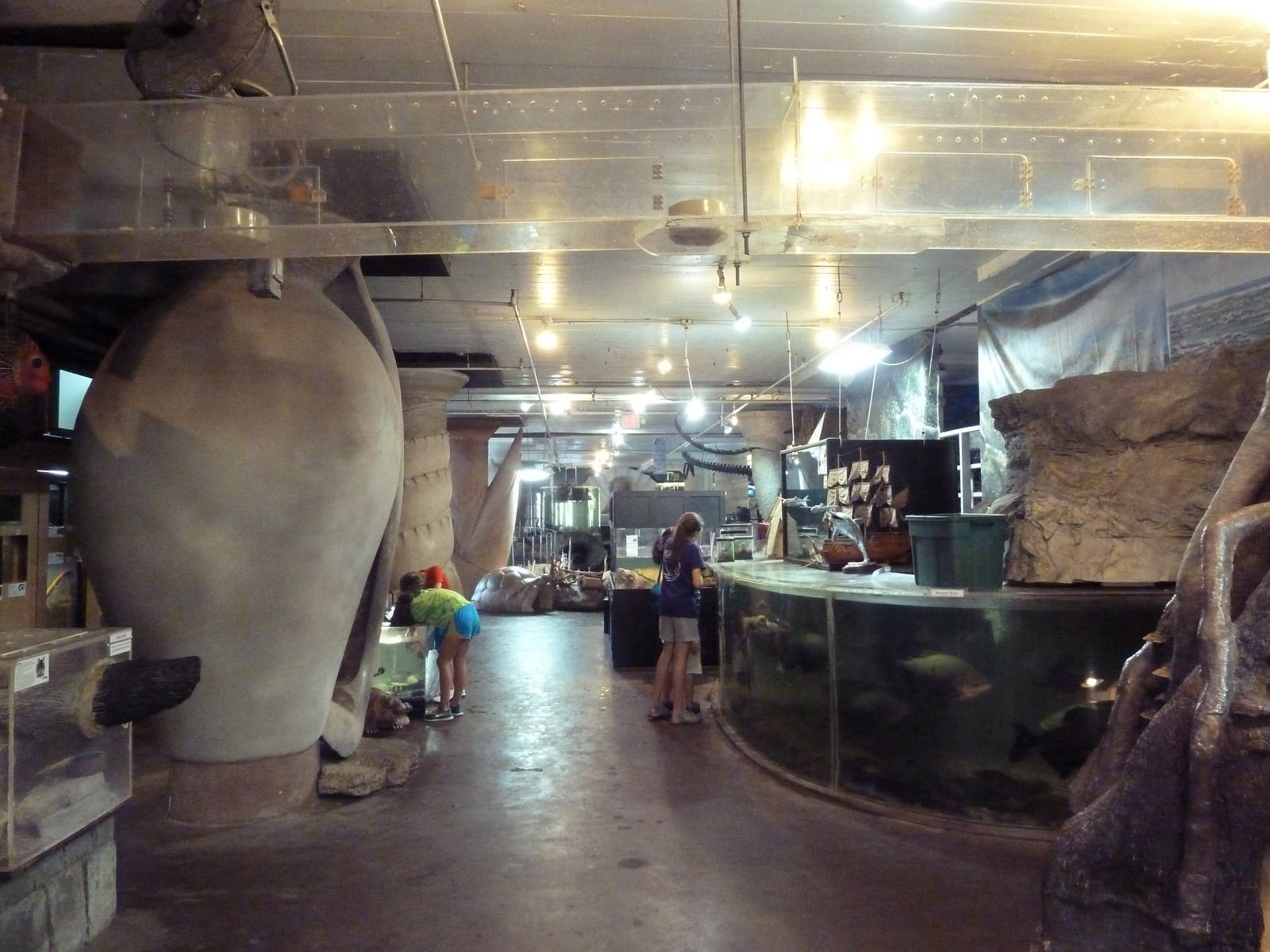 Assorted Exhibits (overhead raccoon tunnel)