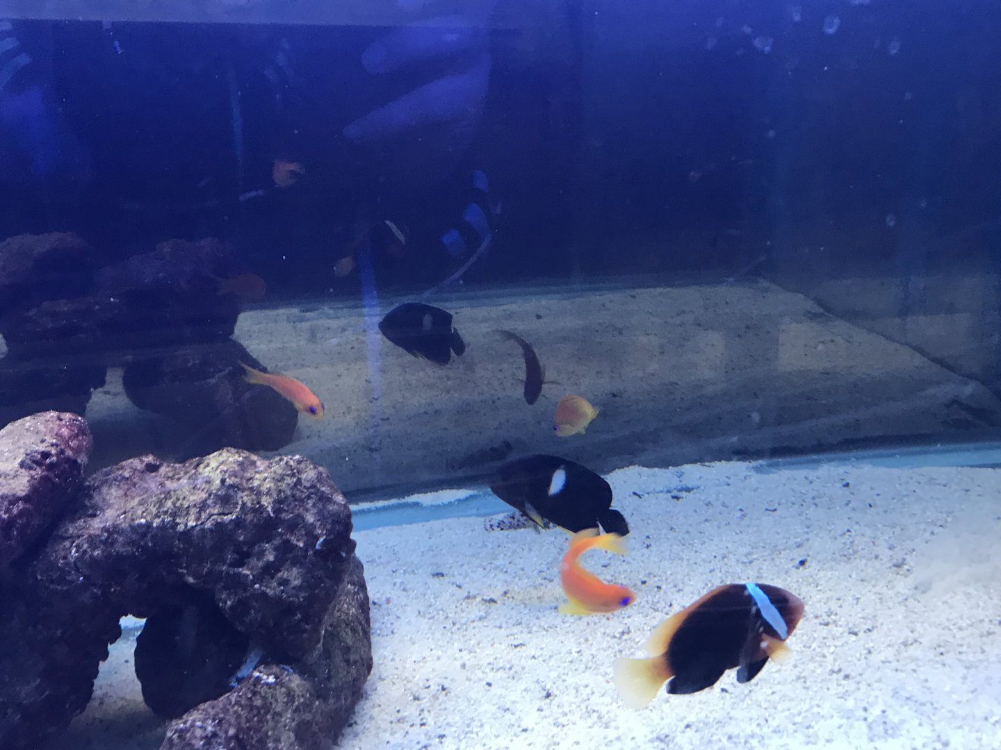 Assorted fish ID