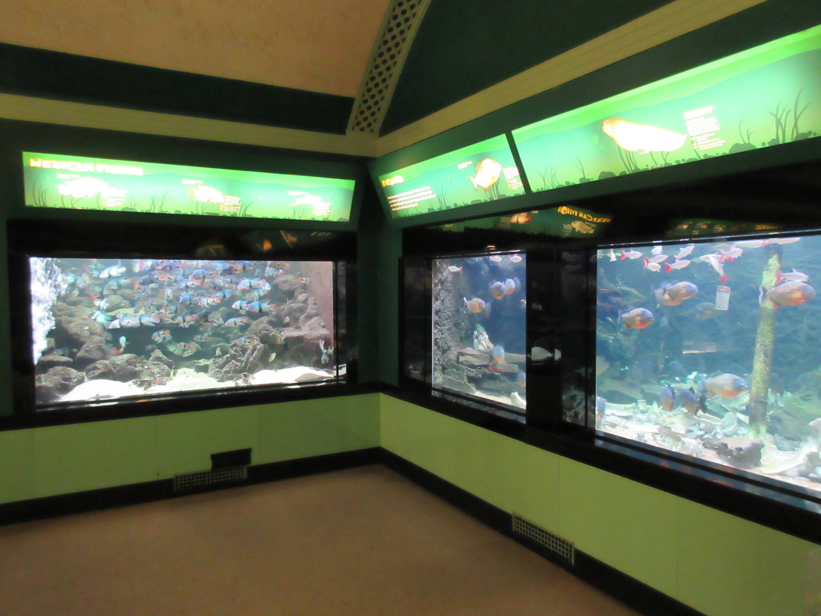 Assorted Freshwater Exhibits