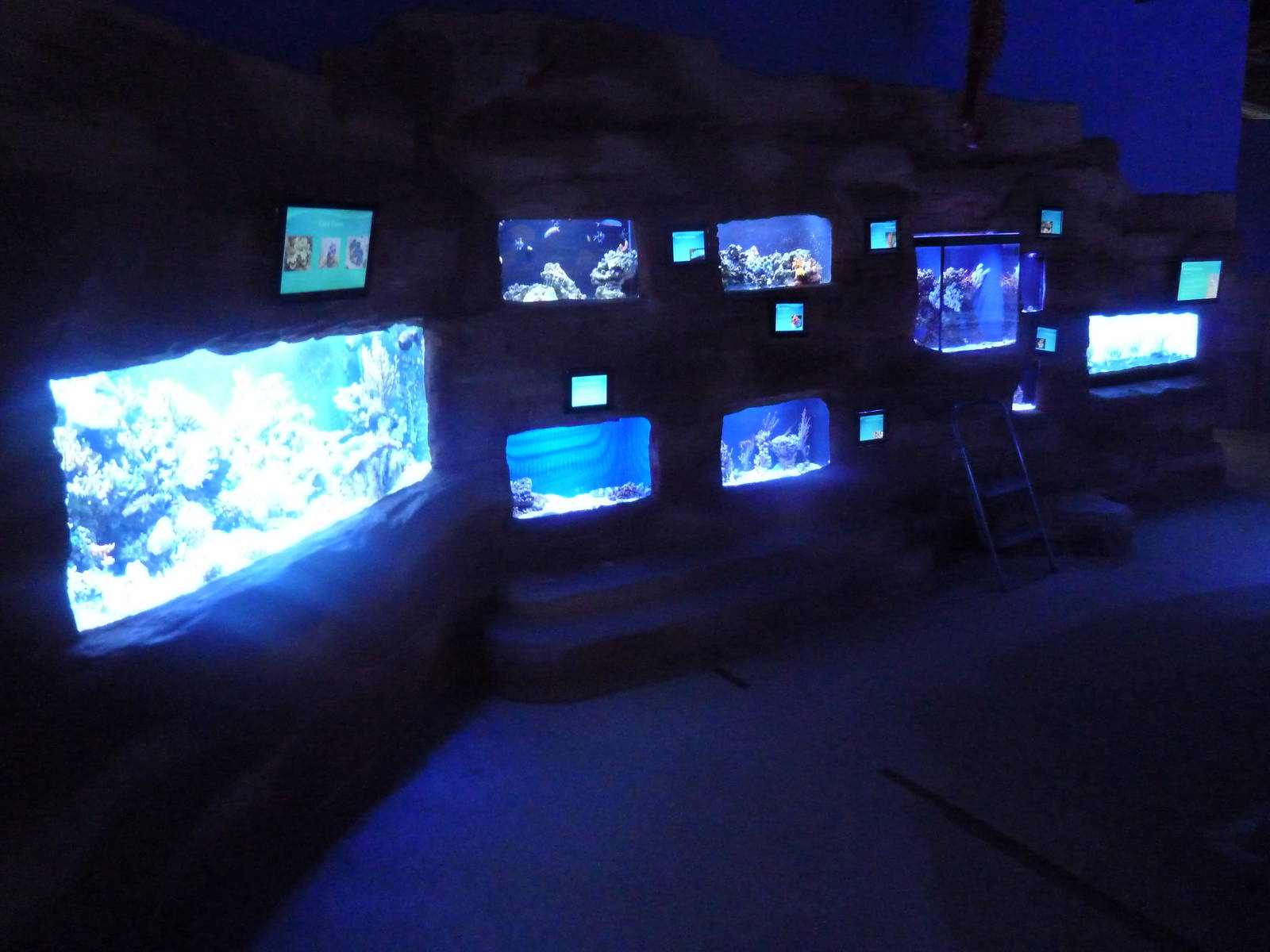 Assorted Jewel Tanks