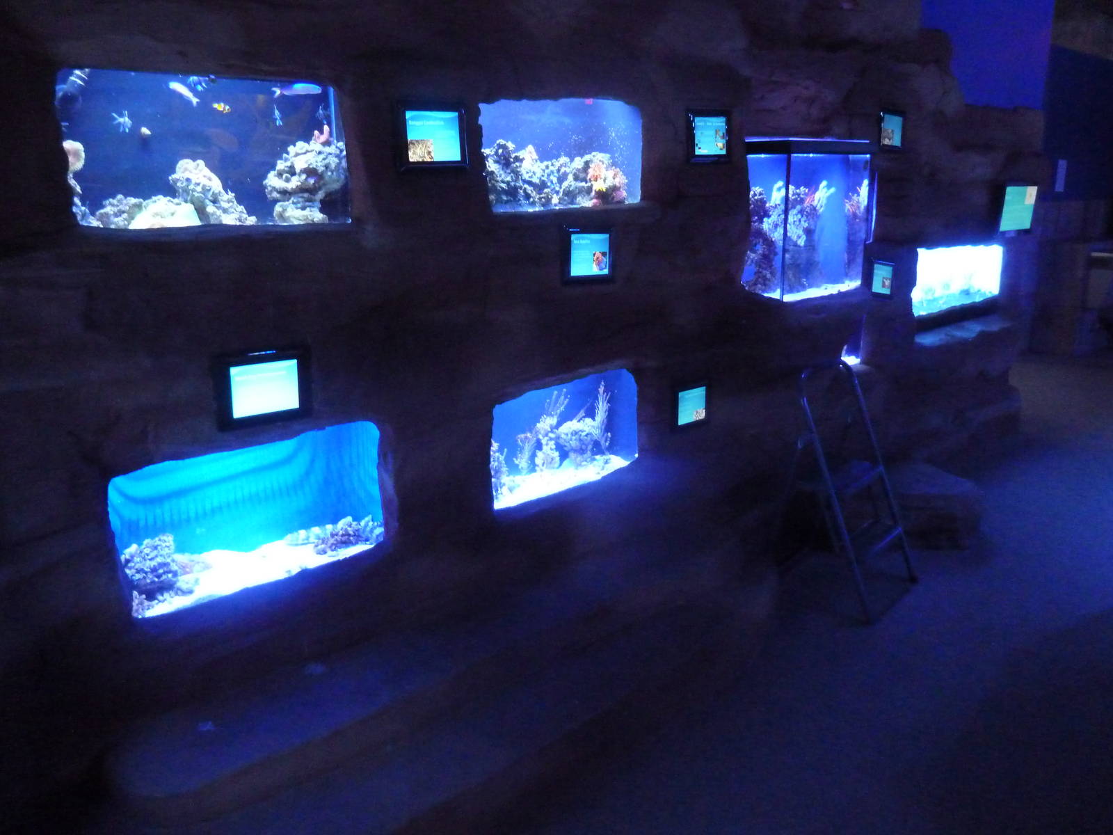 Assorted Jewel Tanks