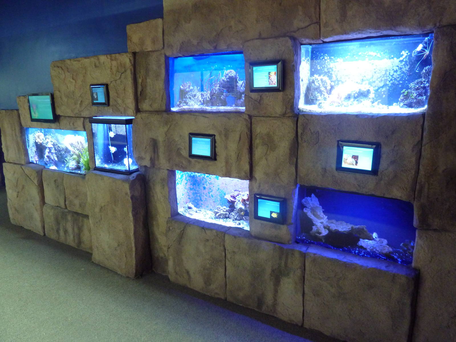 Assorted Jewel Tanks