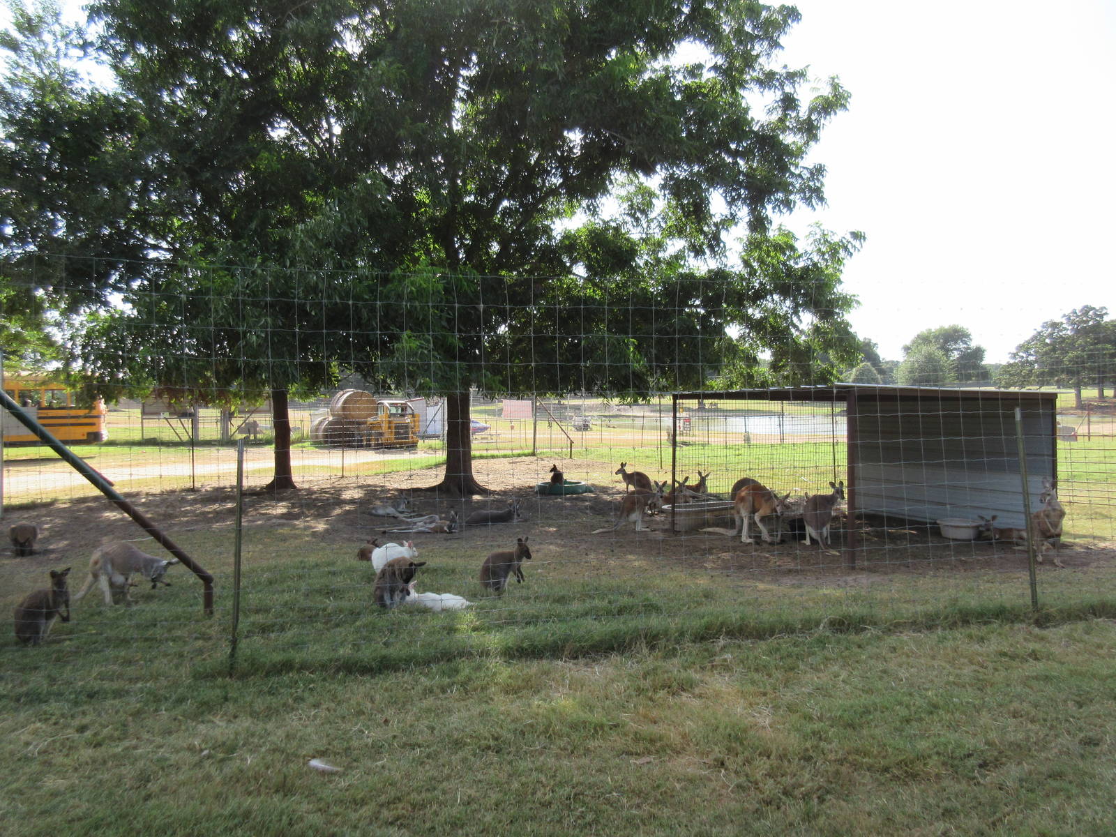 Assorted Kangaroos + Wallabies