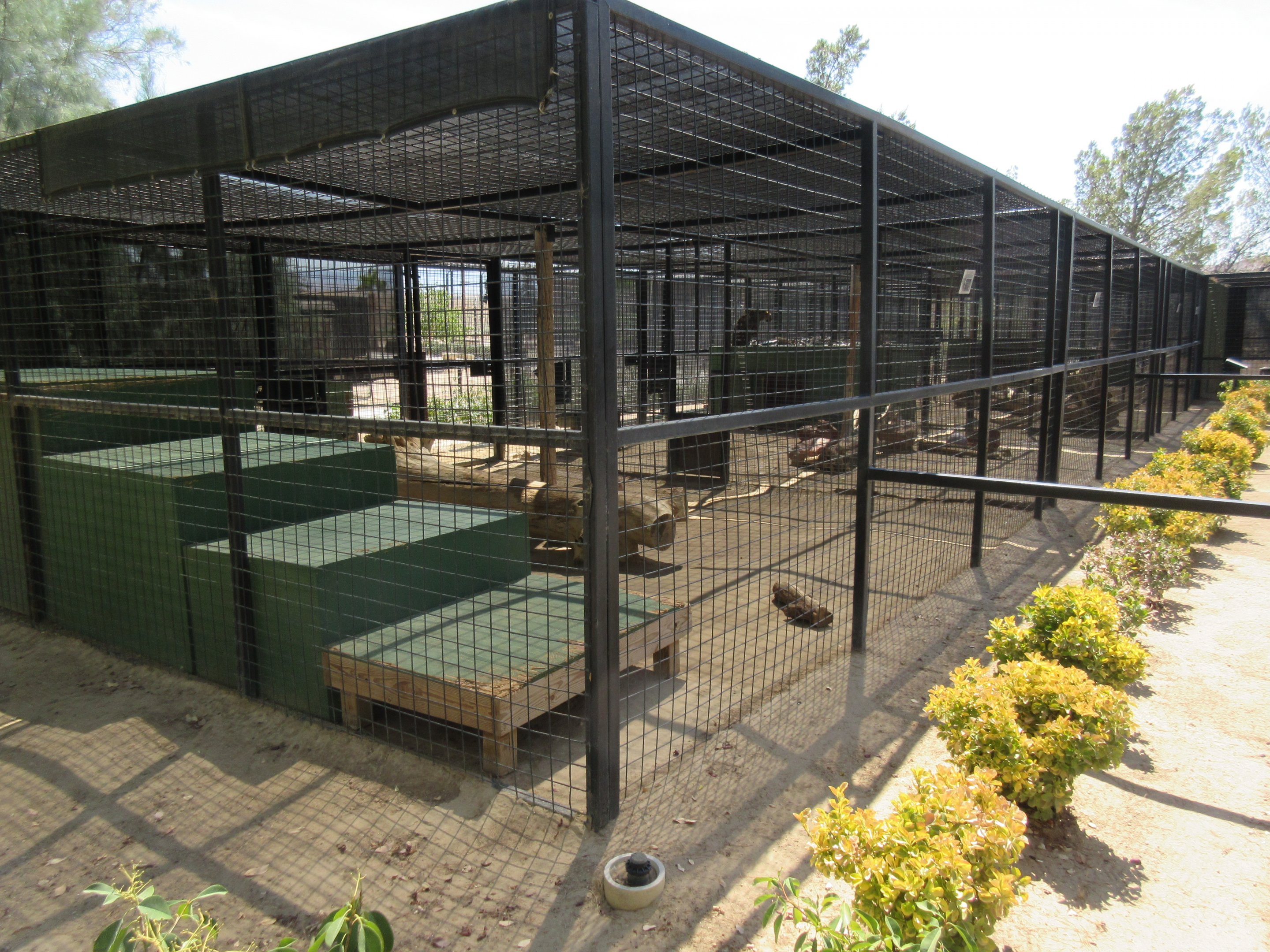 Assorted Leopard Exhibits