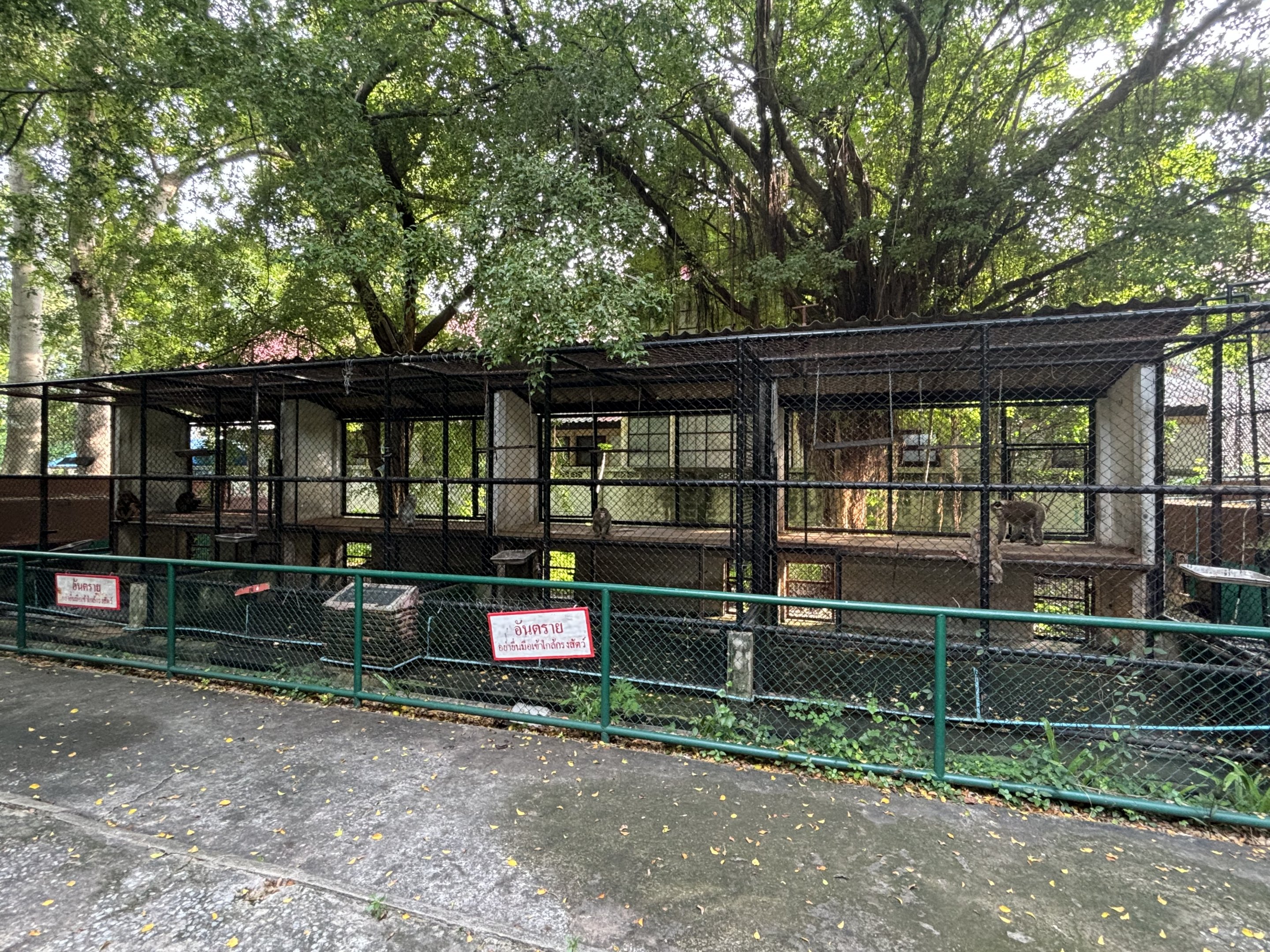 Assorted Macaque Exhibits - Lopburi Zoo