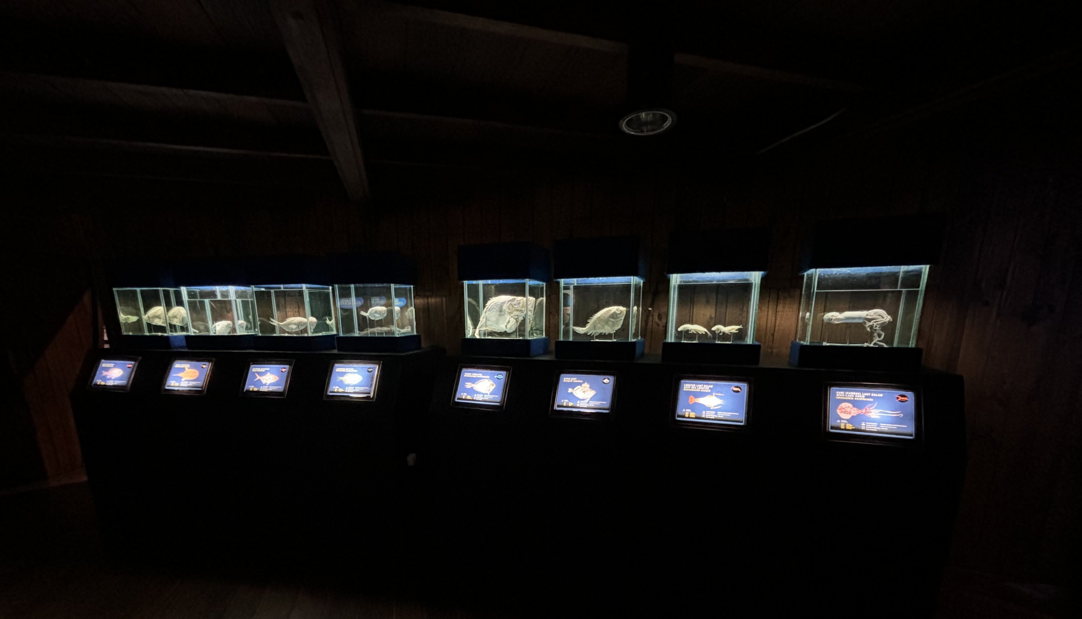 Assorted Mounted Specimens