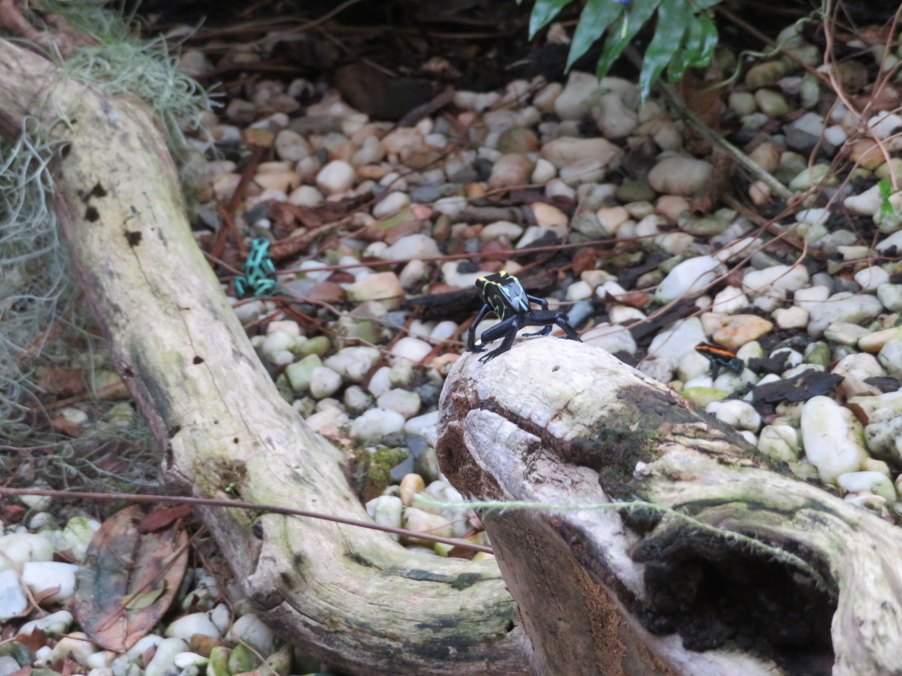 Assorted Poison Dart Frogs