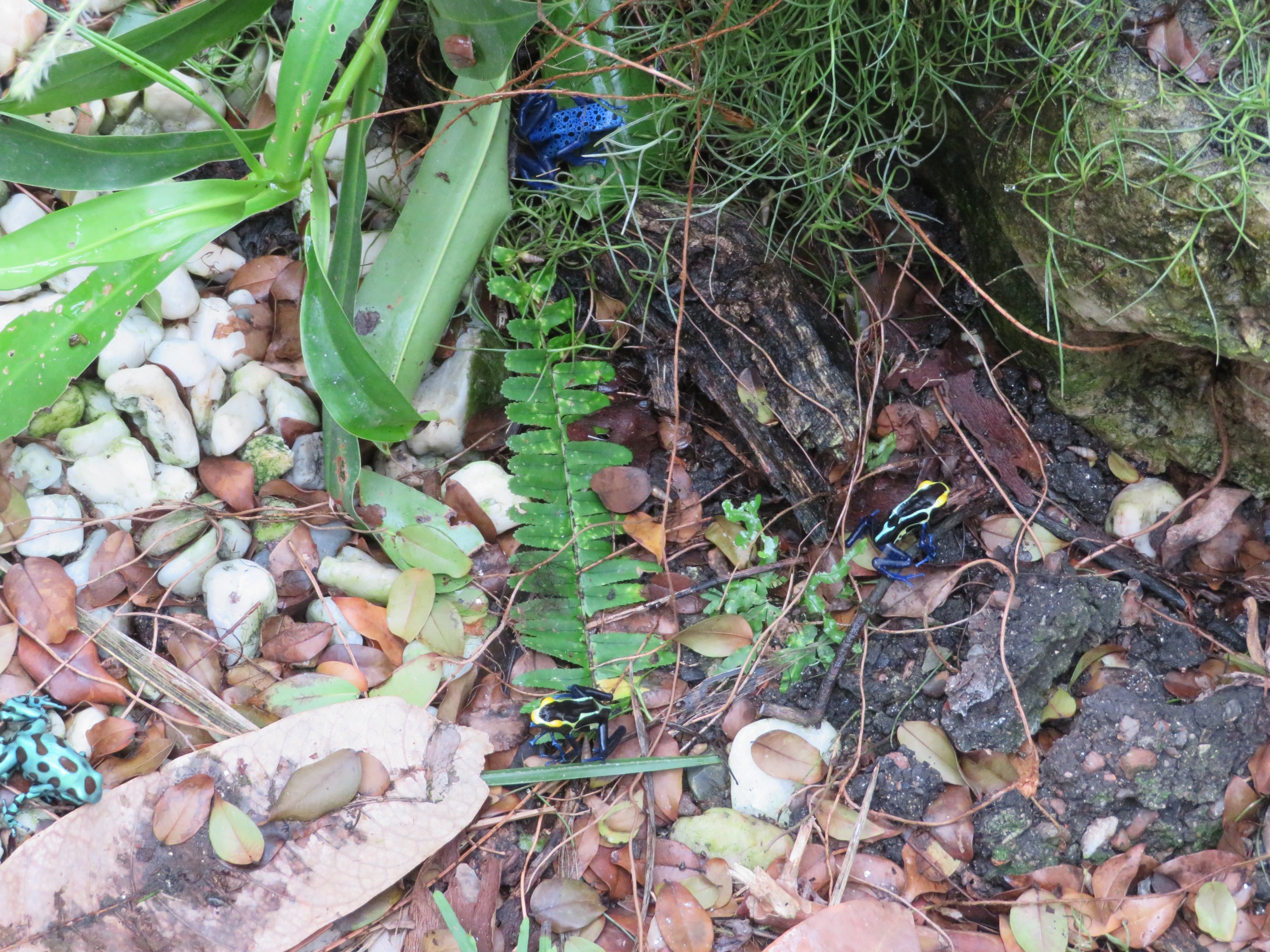 Assorted Poison Dart Frogs