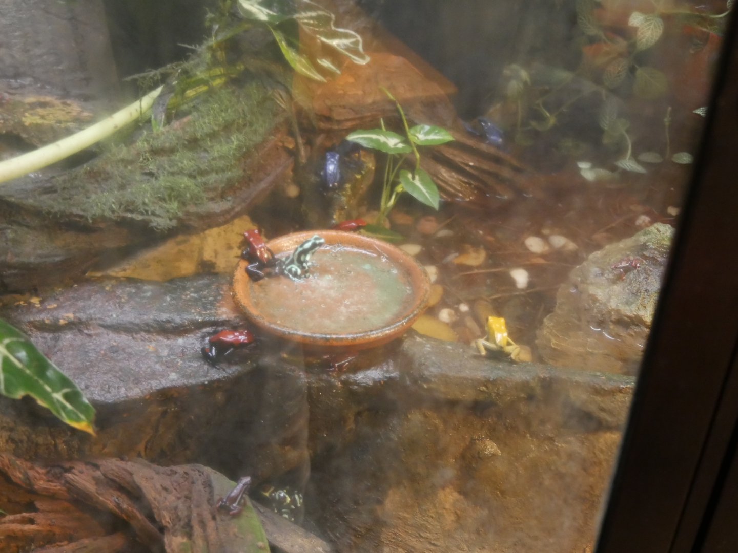 Assorted Poison Frog species