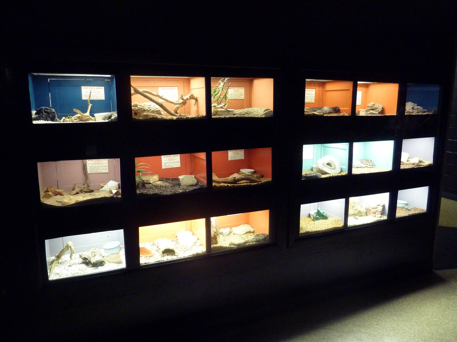 Assorted Poisonous Snake Terrariums