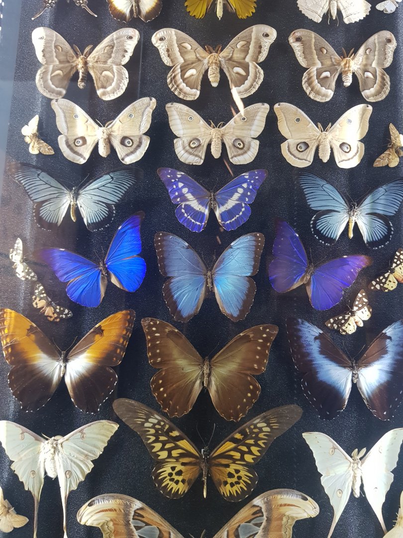 Assorted Preserved Lepidoptera
