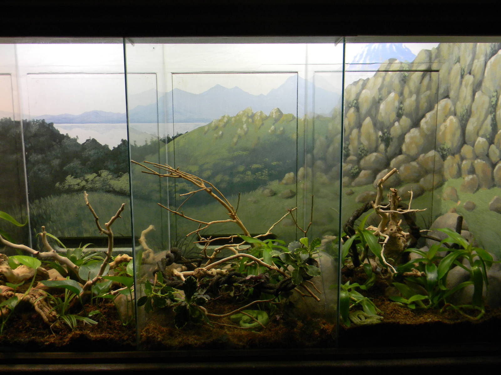 Assorted Reptile Terrarium