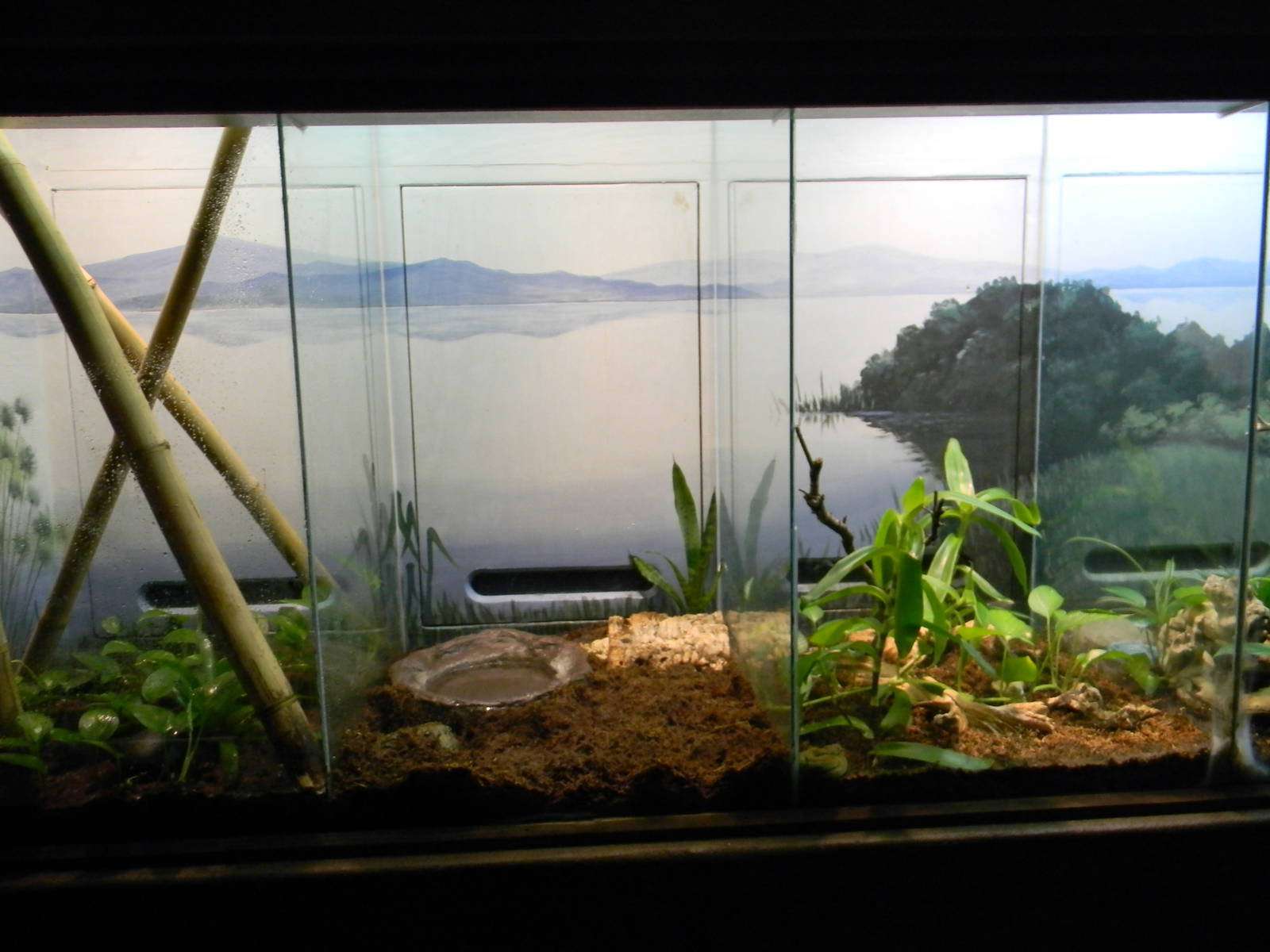 Assorted Reptile Terrarium