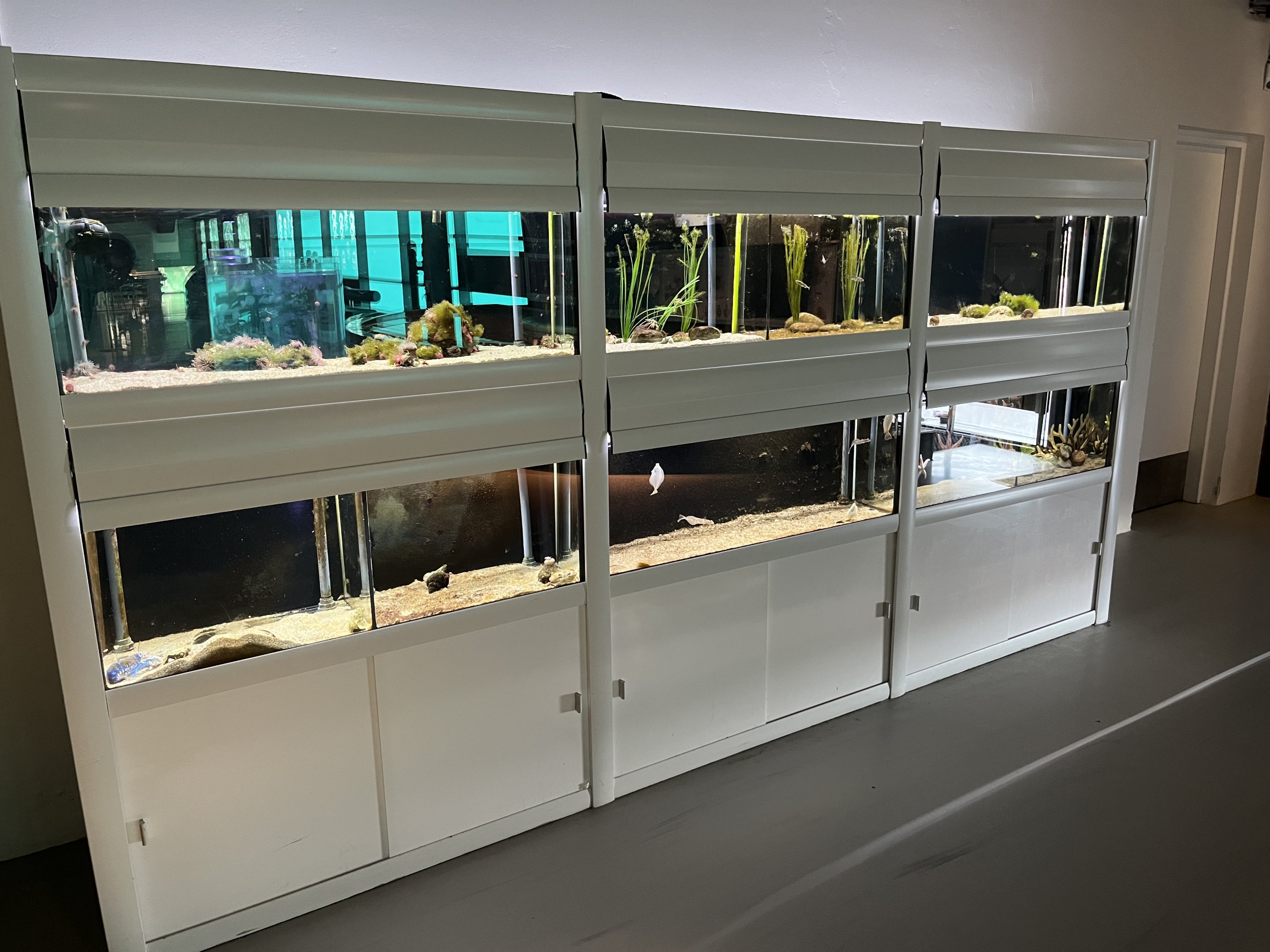 Assorted Small Tanks