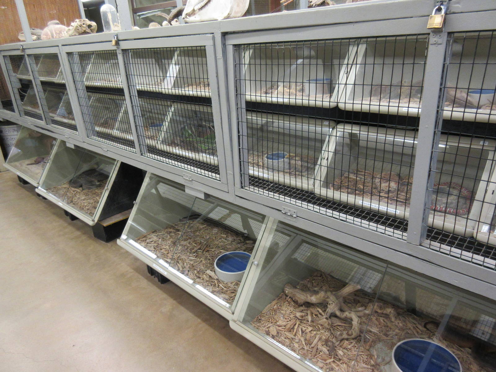 Assorted Snake Terrariums