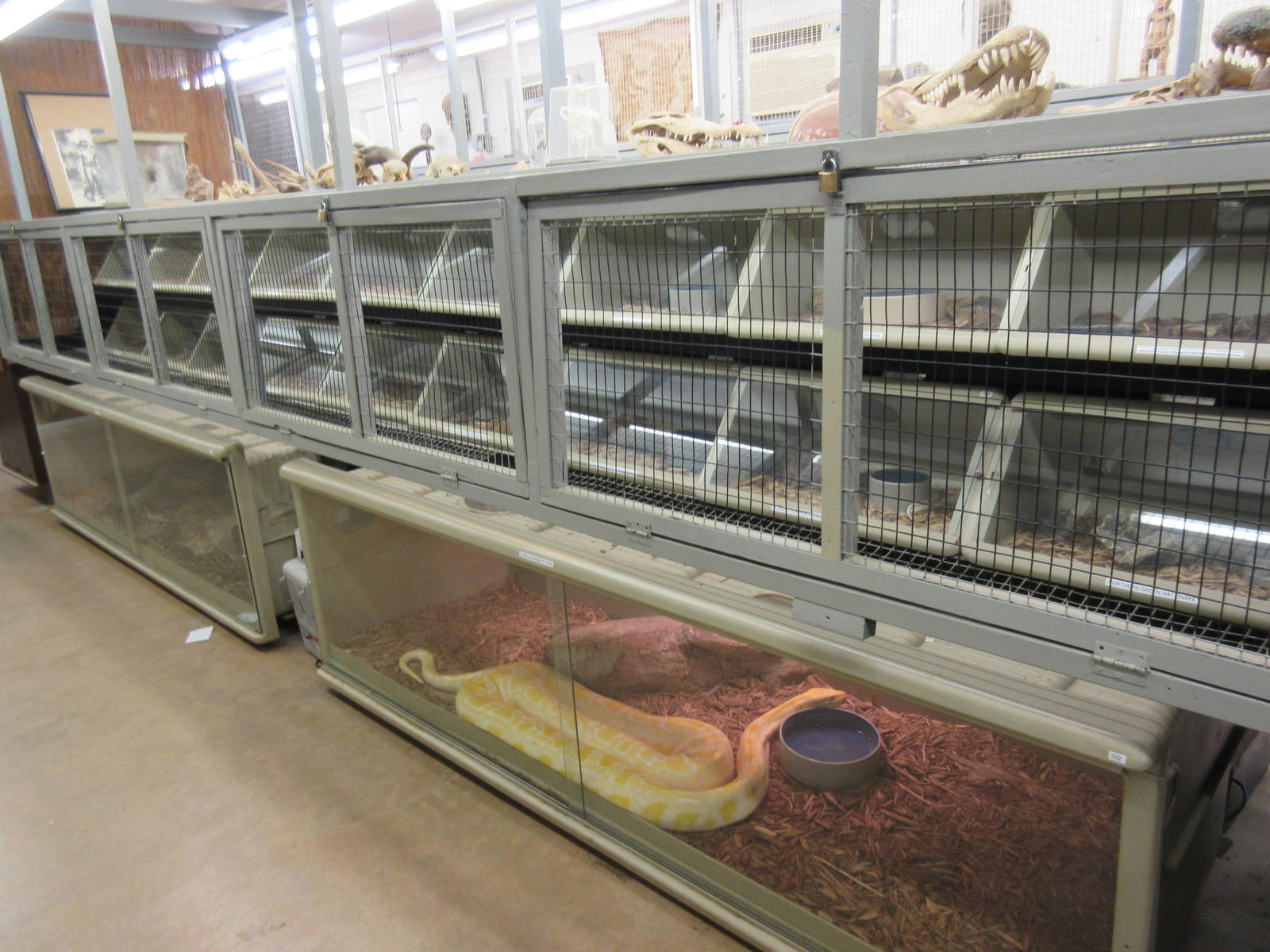 Assorted Snake Terrariums