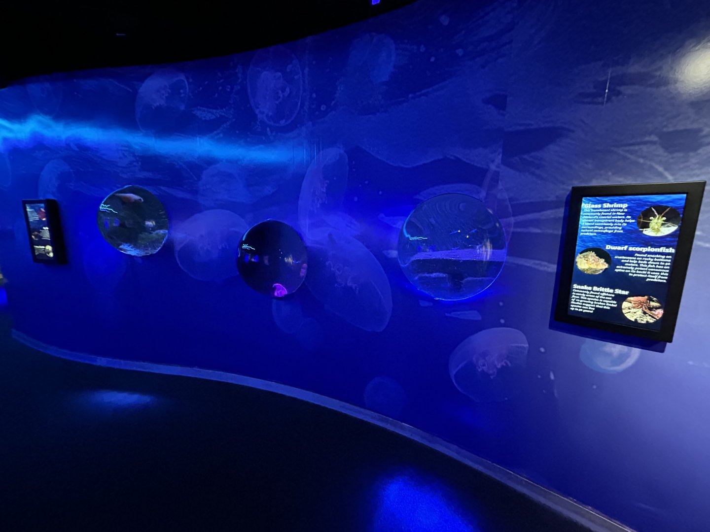 Assorted Tanks (6 species)