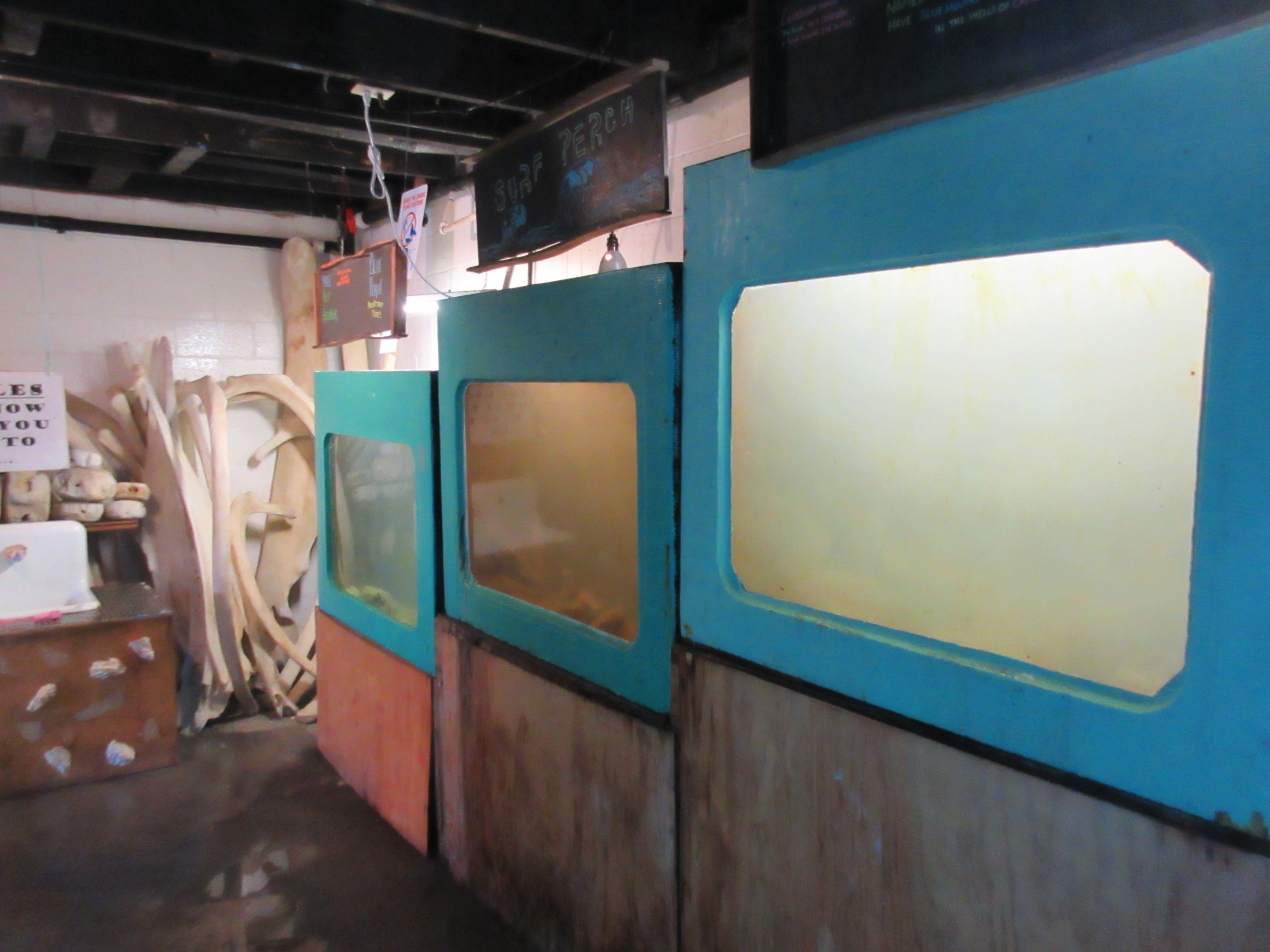 Assorted Tanks (all local species)