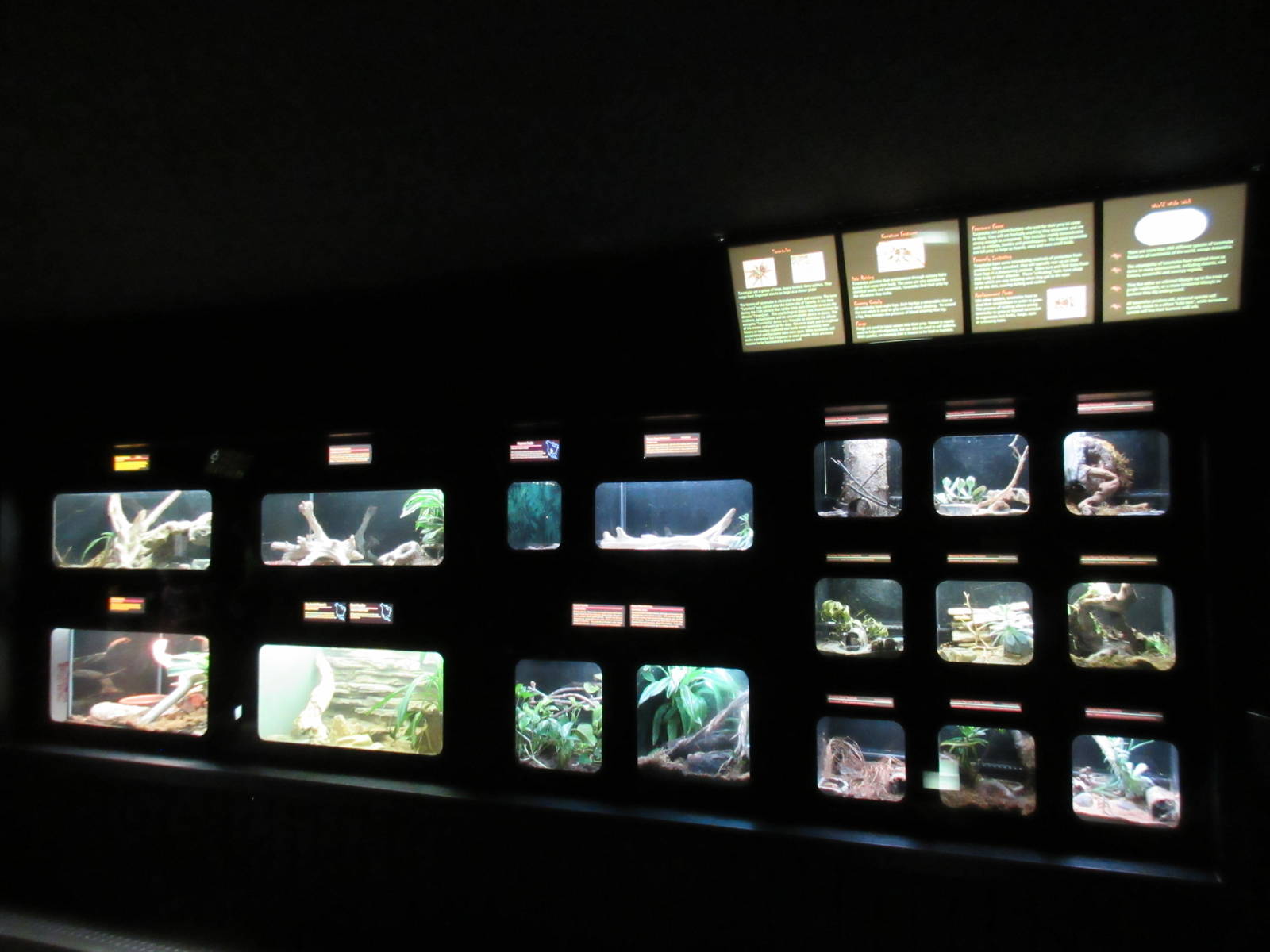 Assorted Terrariums (9 species of tarantula on right)