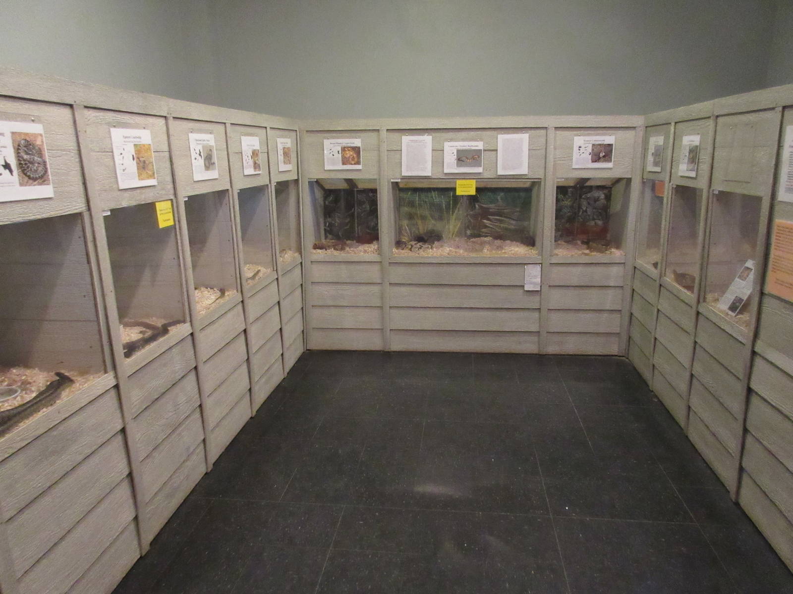 Assorted Terrariums - Texas Snakes