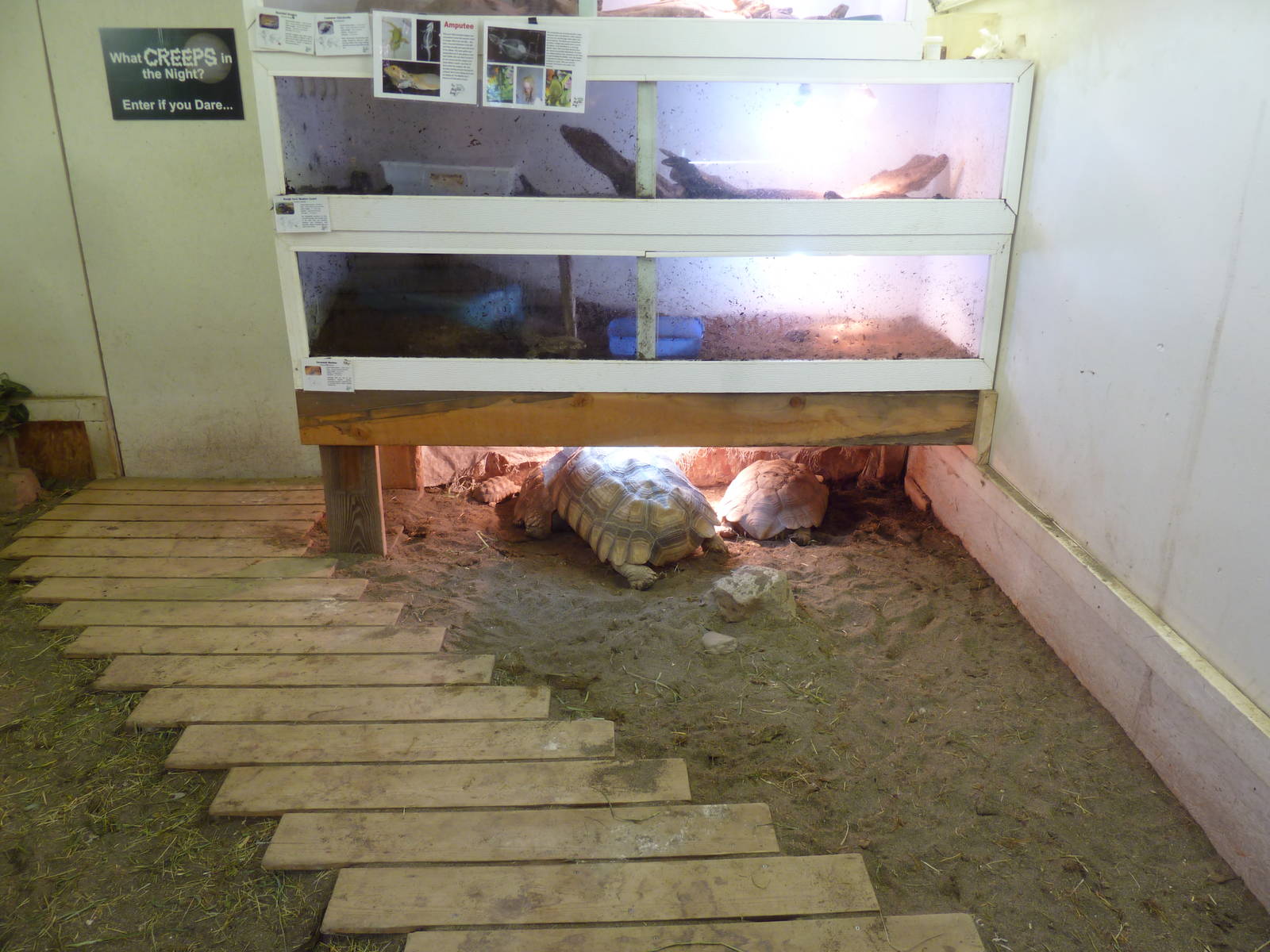 Assorted Terrariums + Tortoise Enclosure