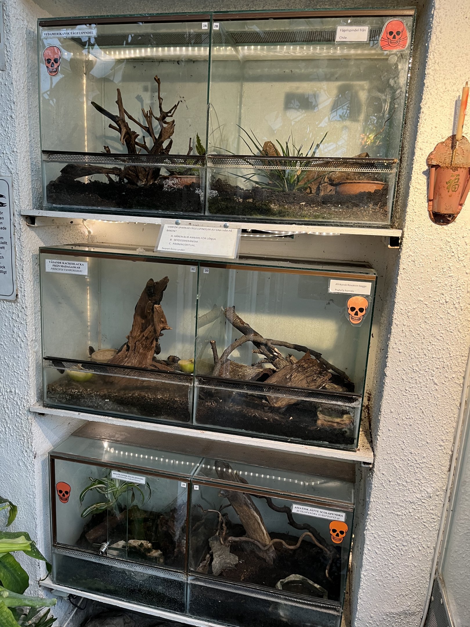 Assorted Terrariums