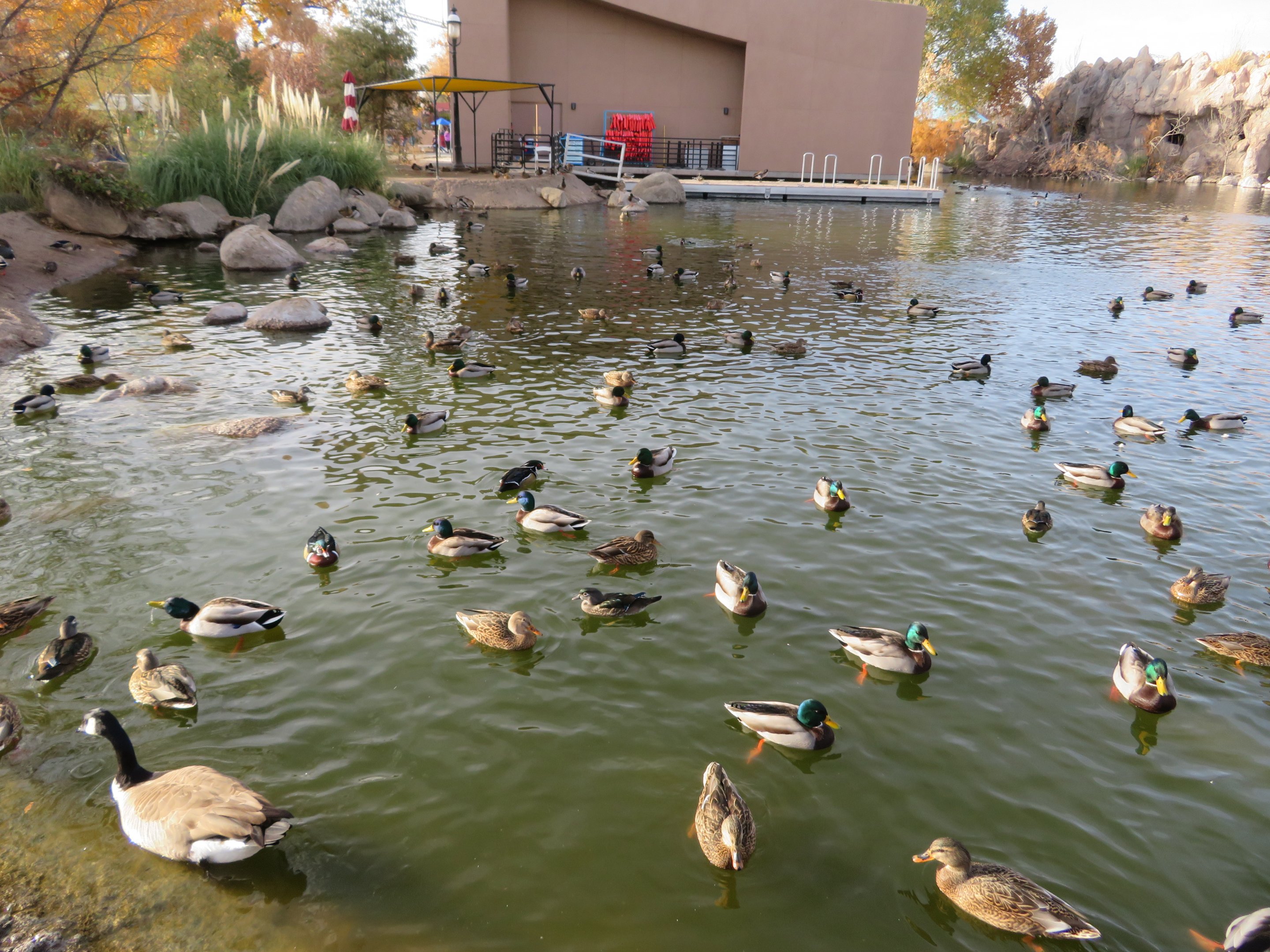 Assorted Waterfowl