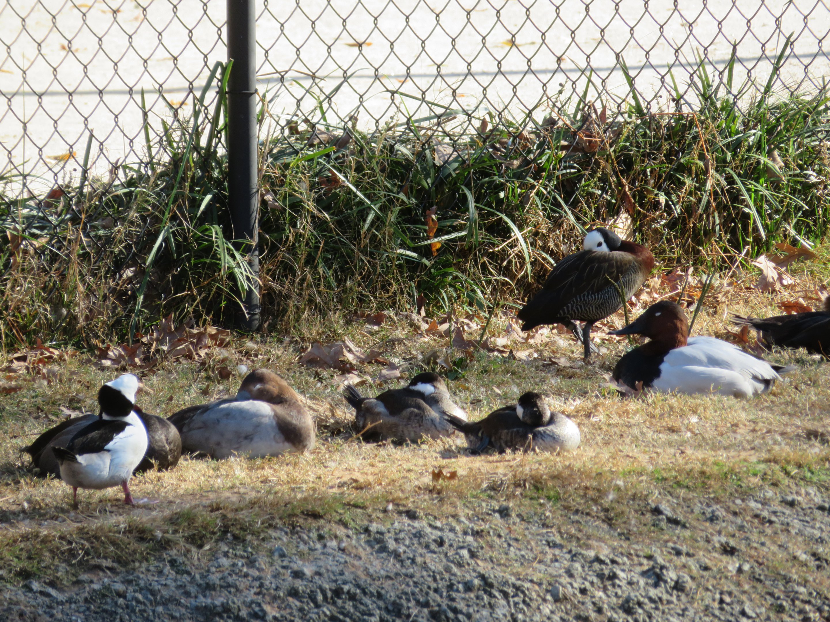 Assorted Waterfowl