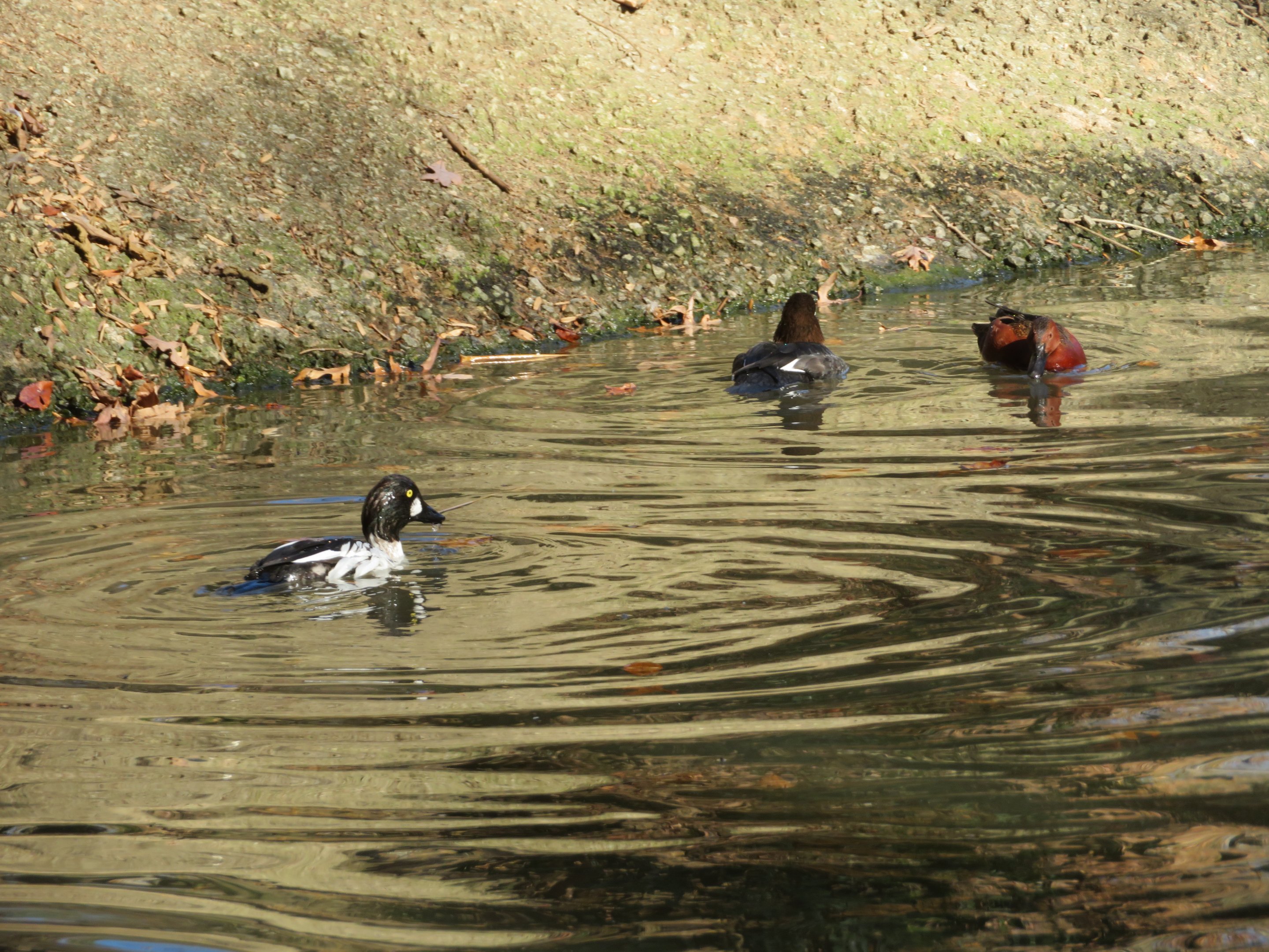 Assorted Waterfowl
