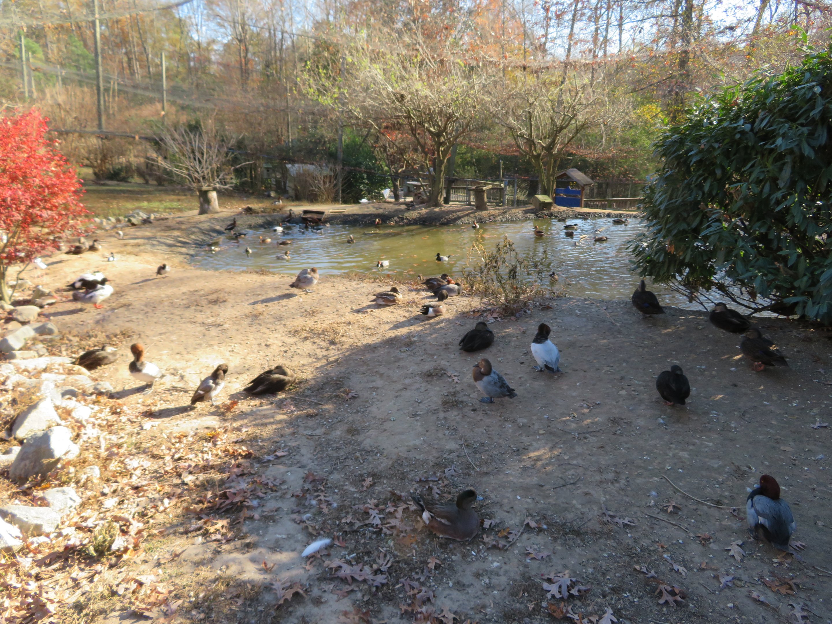 Assorted Waterfowl
