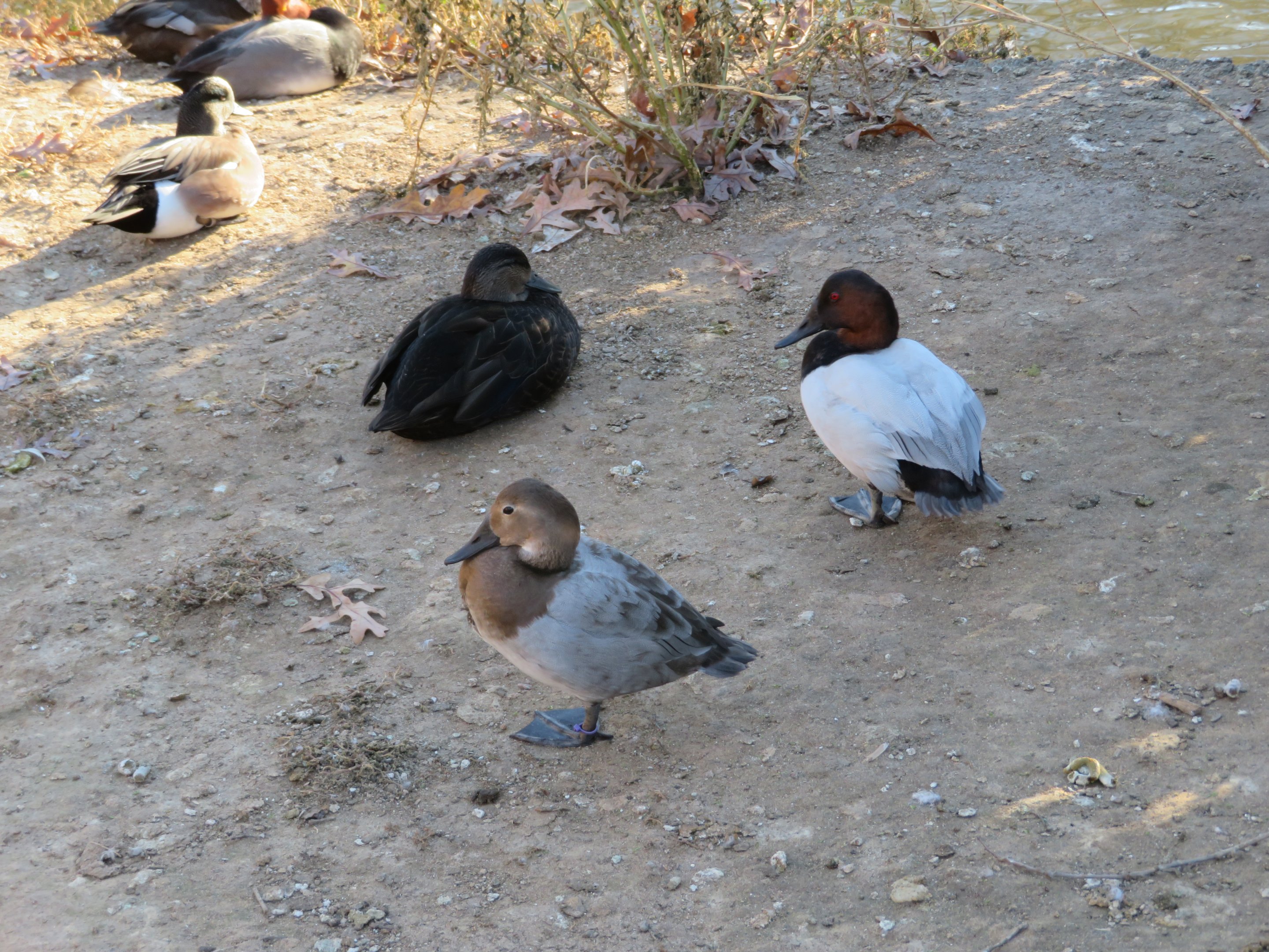Assorted Waterfowl