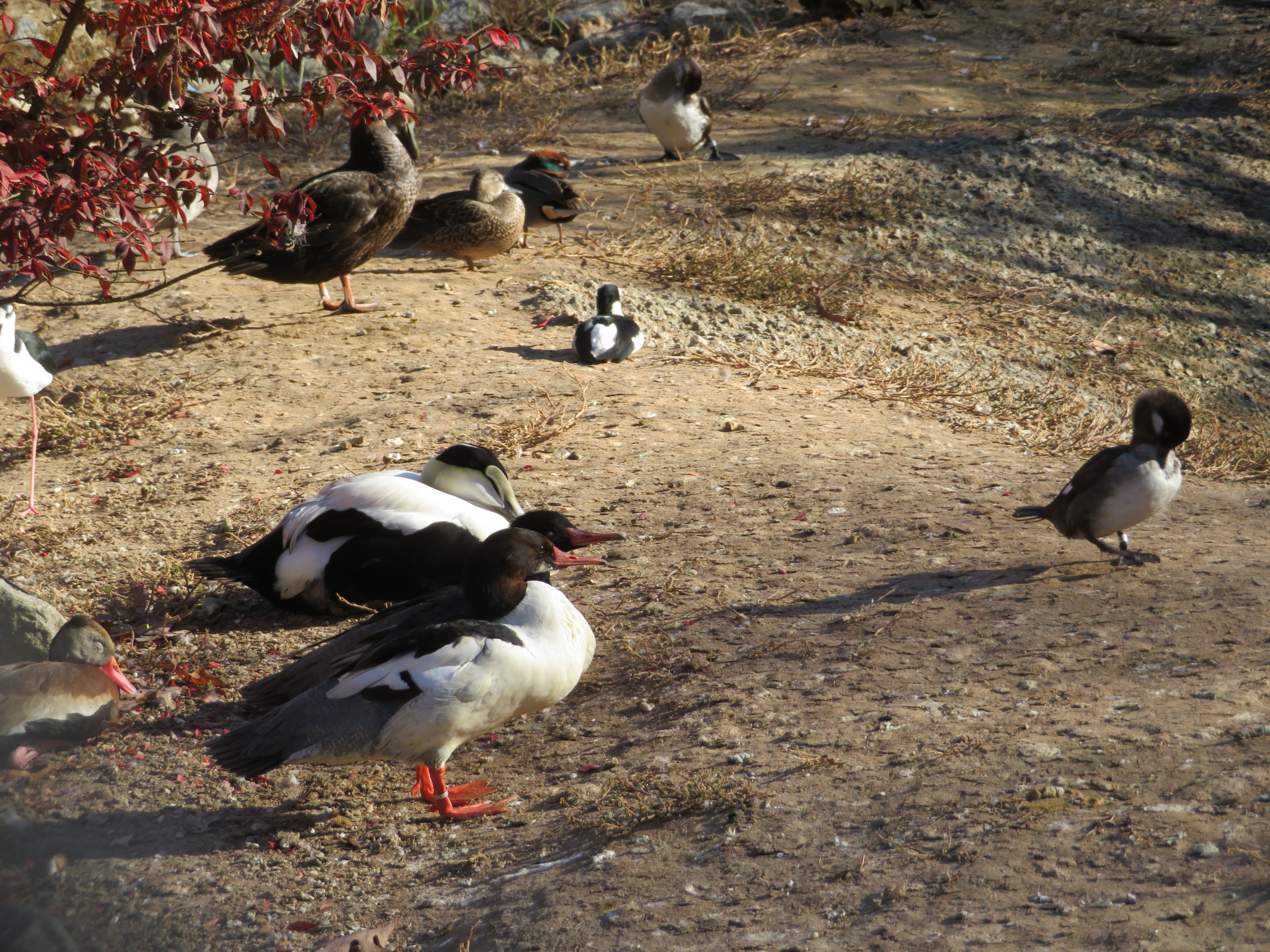 Assorted Waterfowl