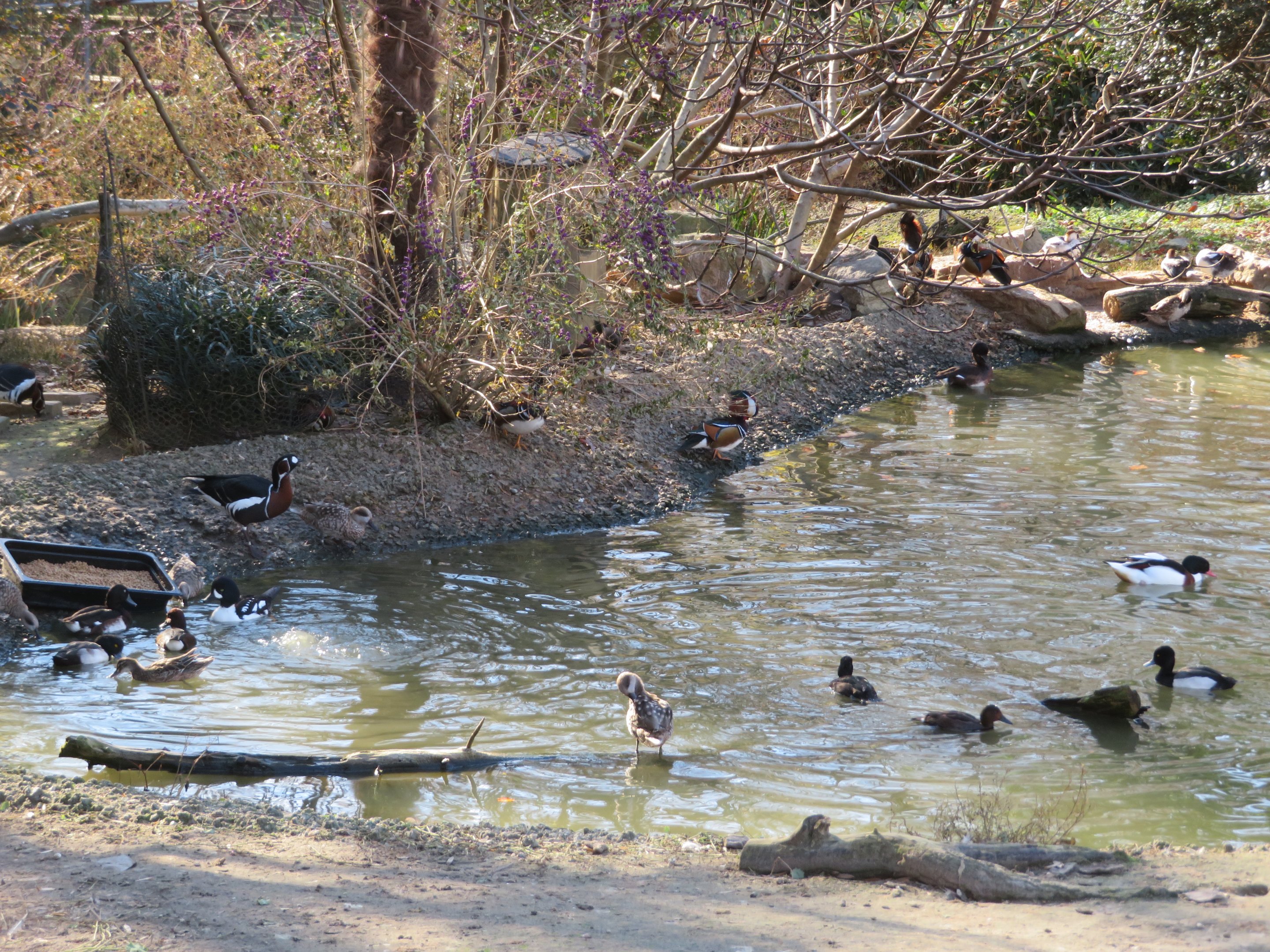 Assorted Waterfowl