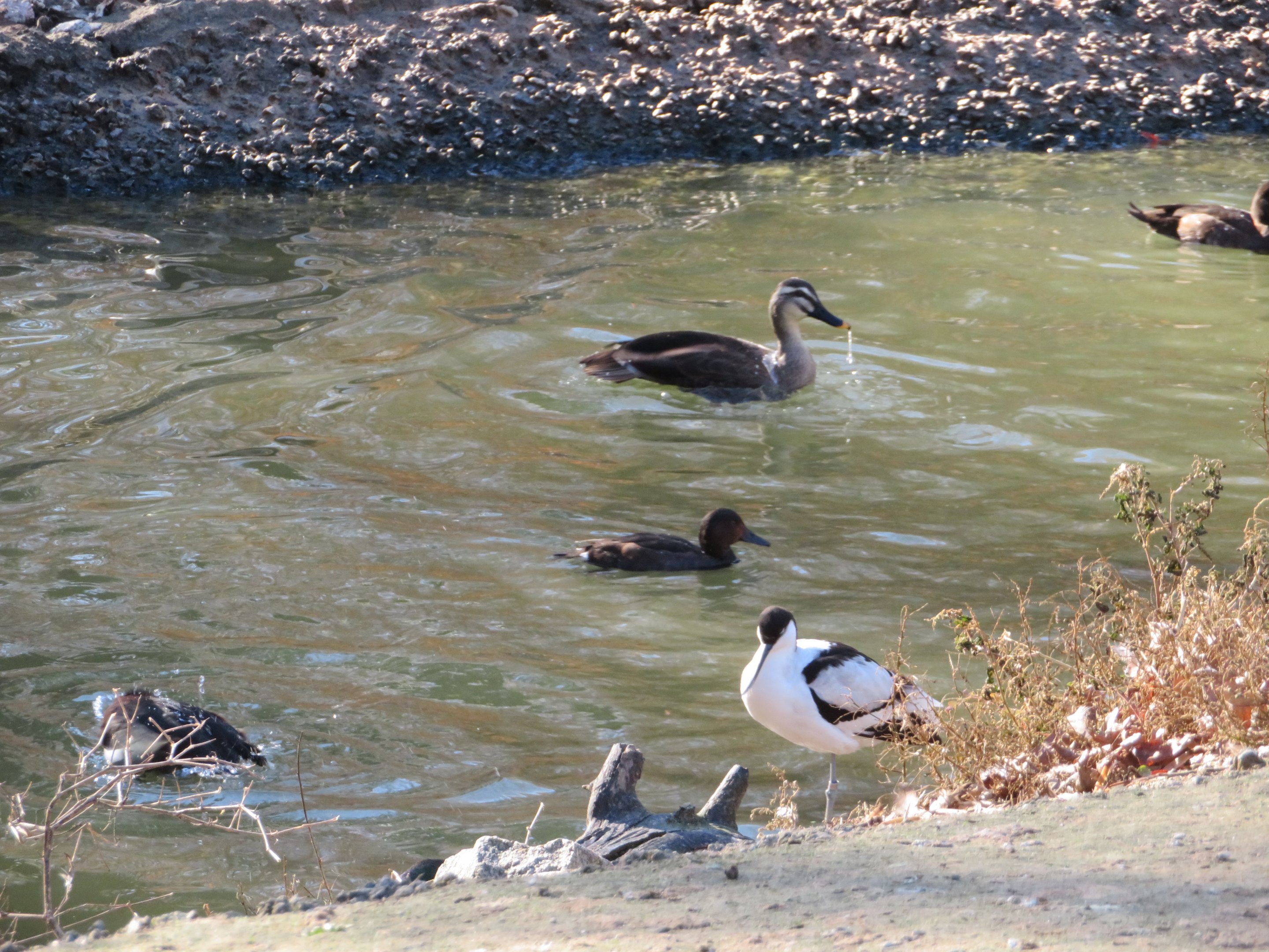 Assorted Waterfowl