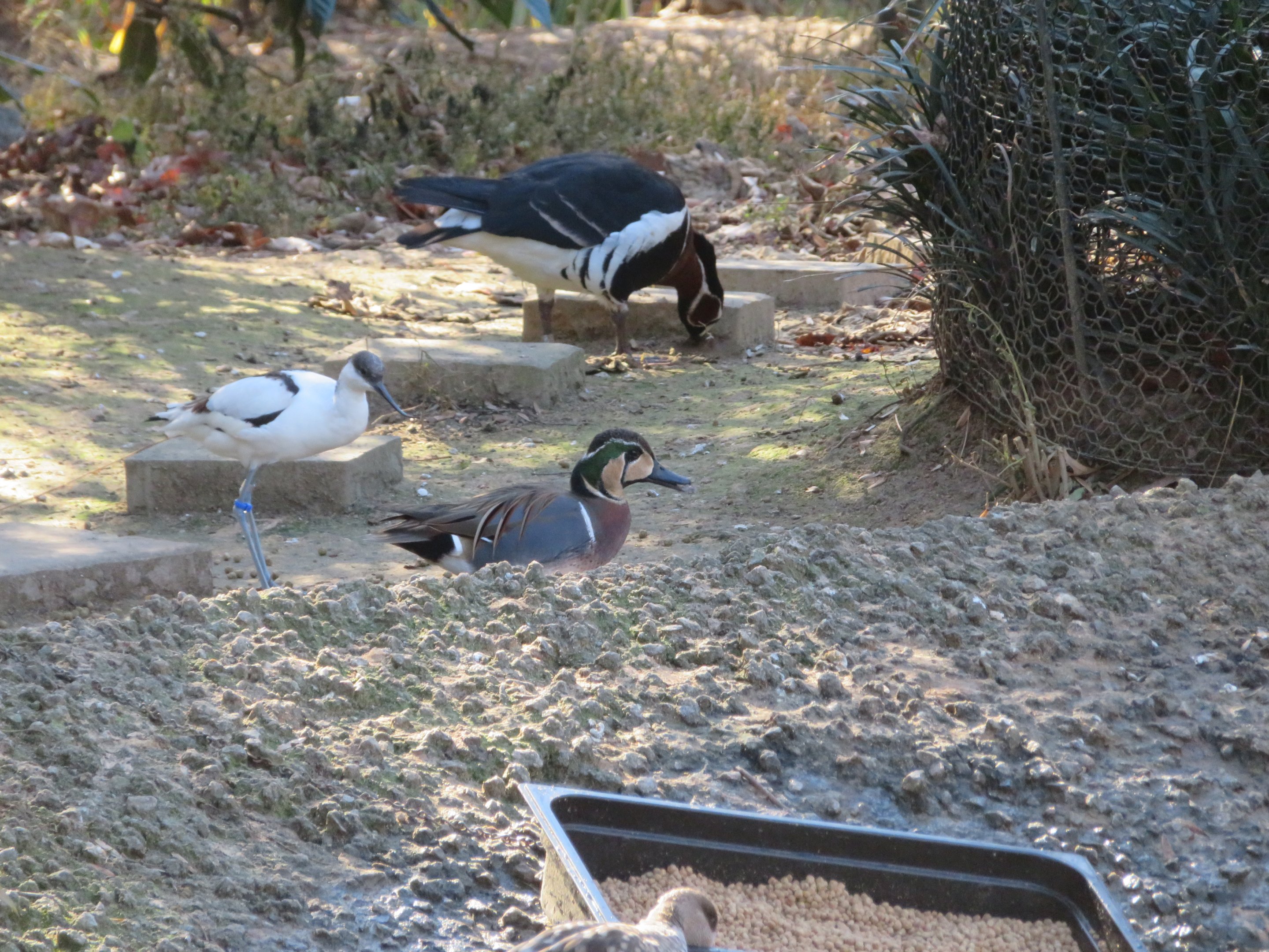 Assorted Waterfowl
