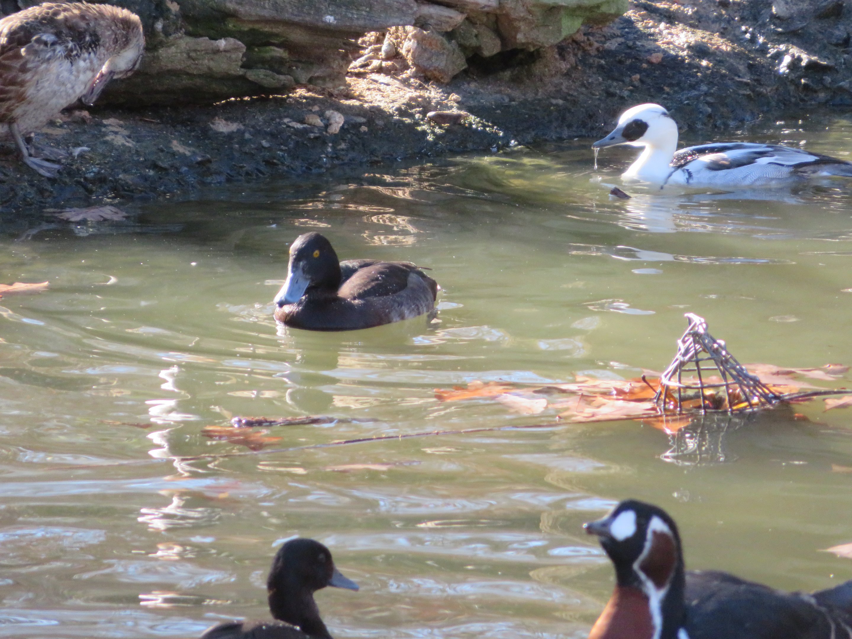 Assorted Waterfowl