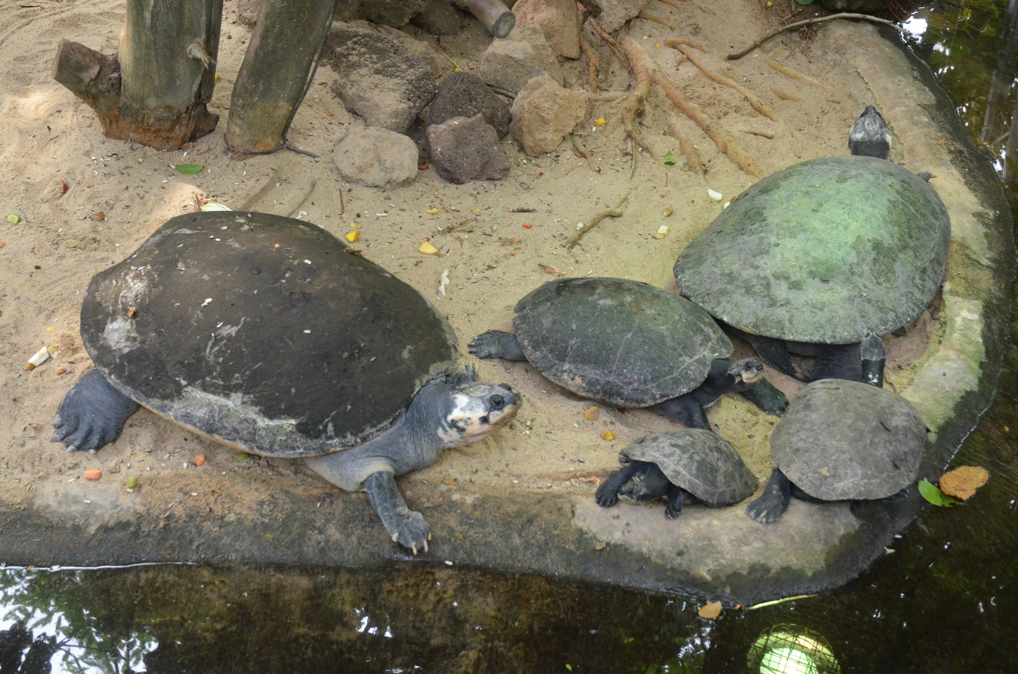 Assortment of Arrau at Krefeld, 15/06/19