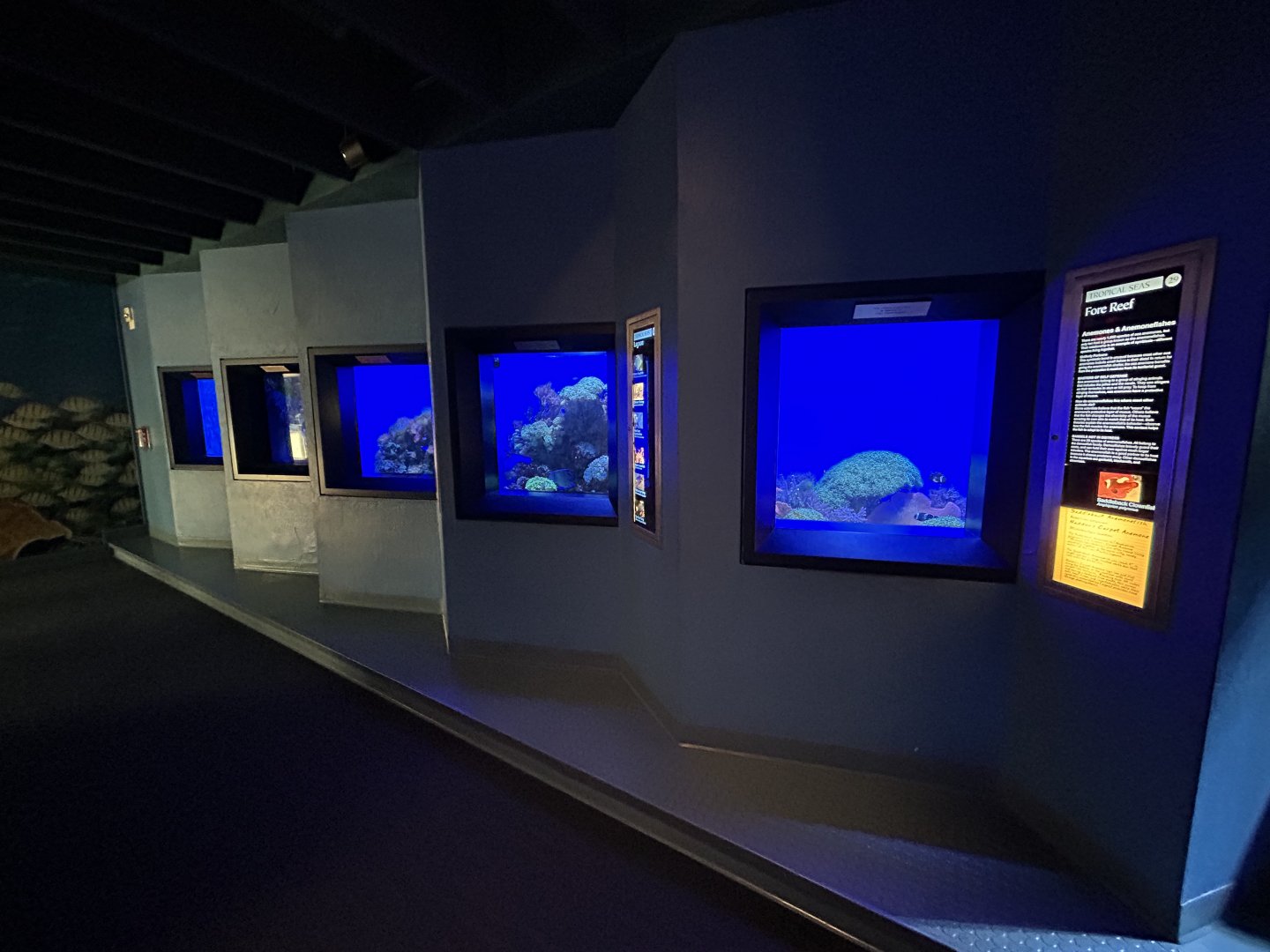 Assortment of Five Tanks