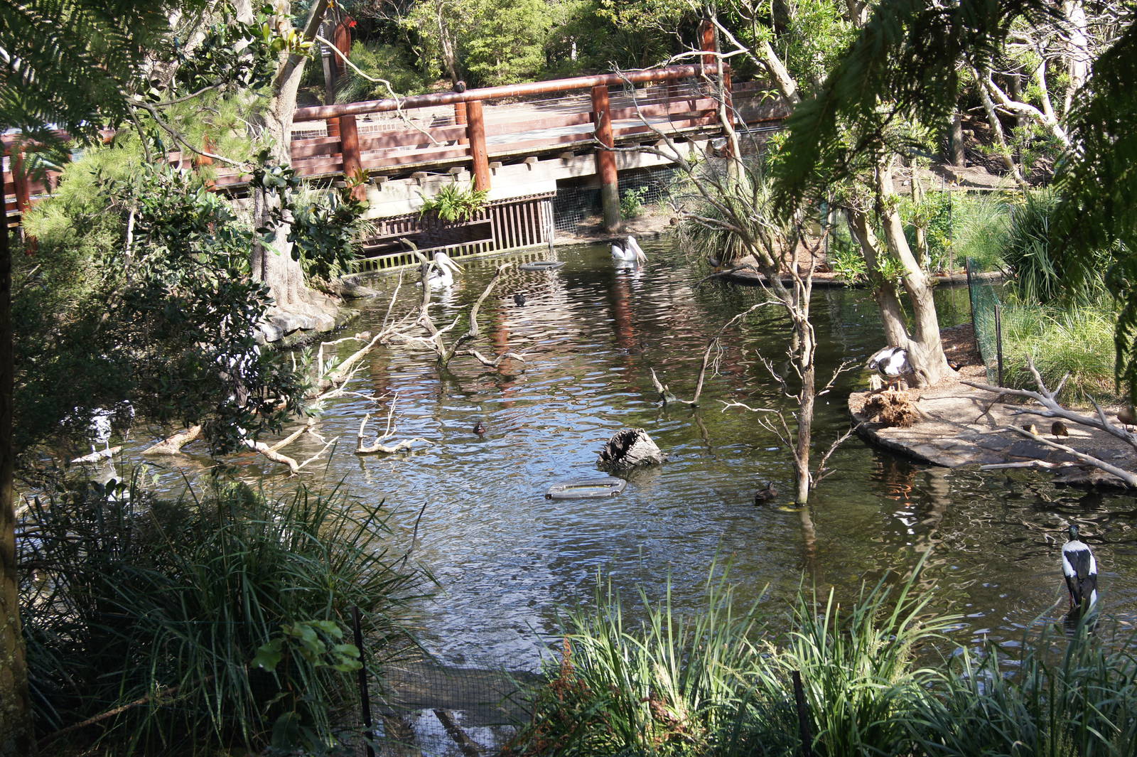 Assortment of native waterfowl