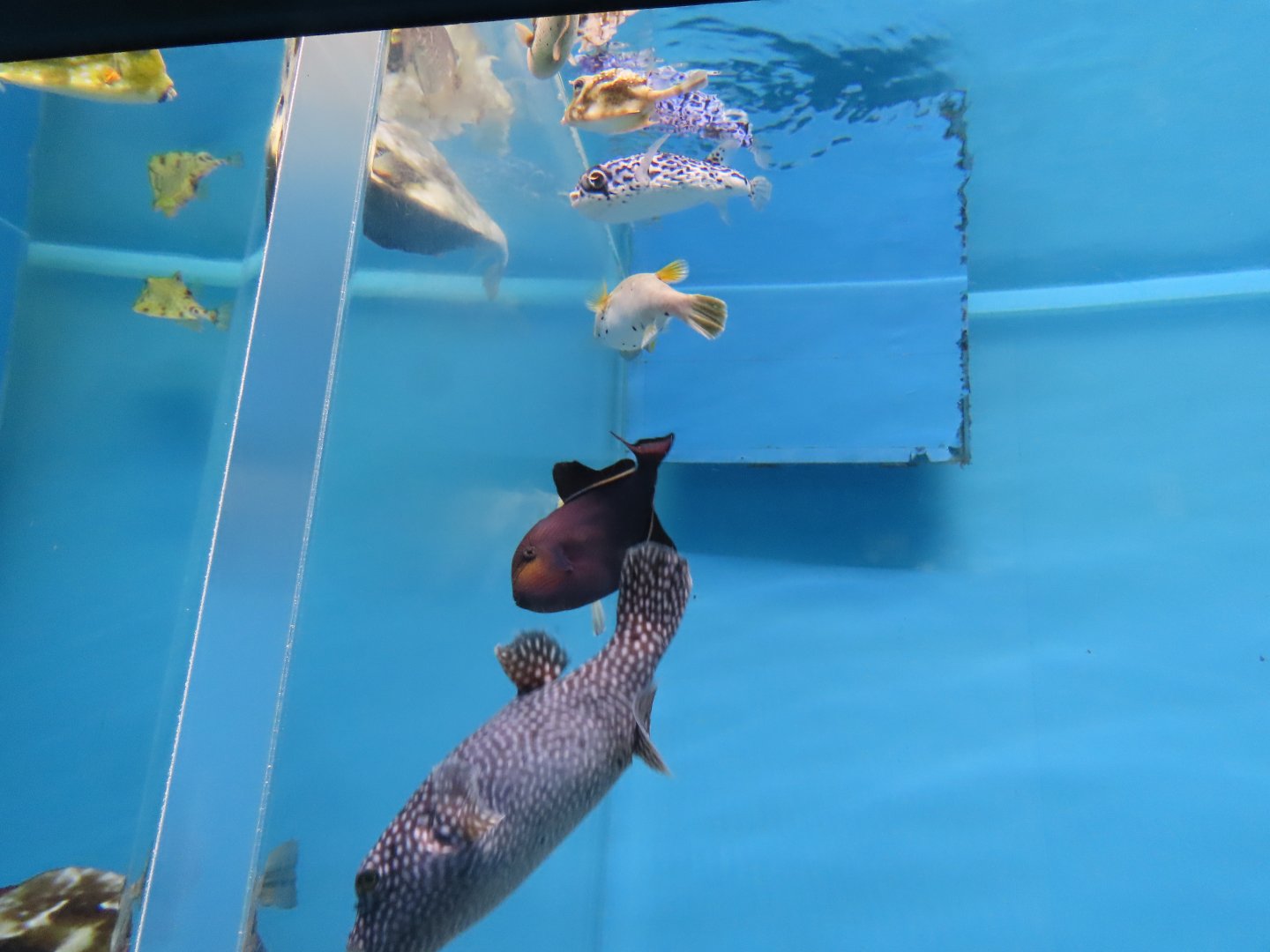 Assortment of Tetraodontiformes species