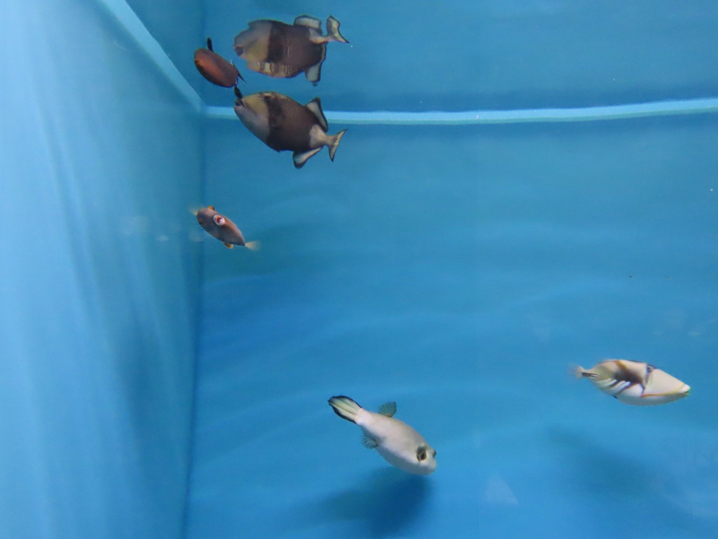 Assortment of Tetraodontiformes species