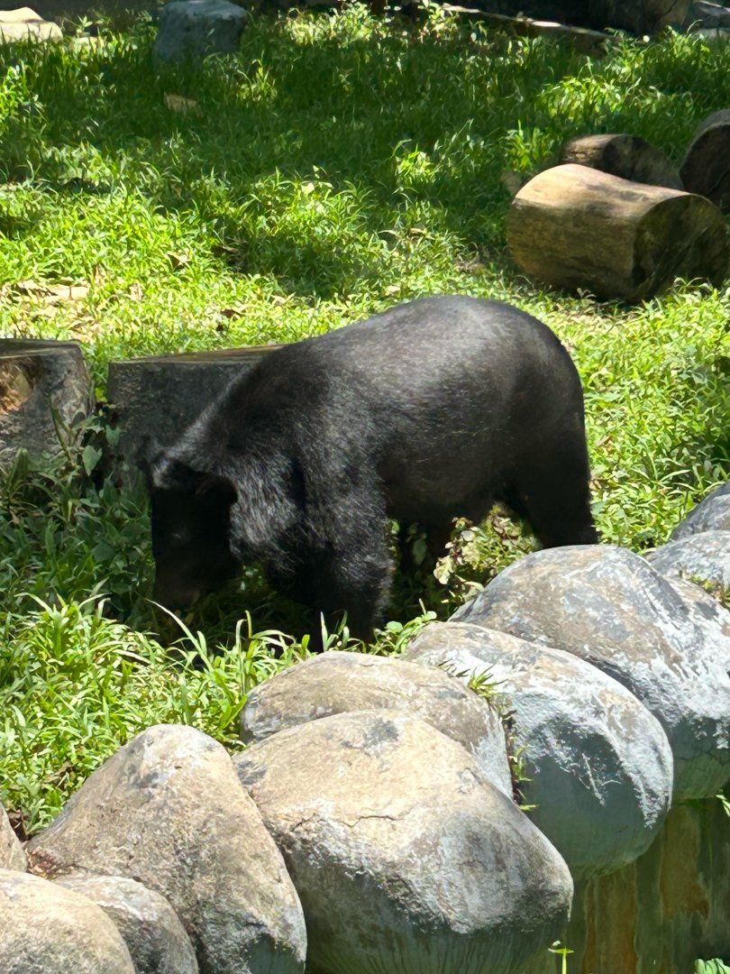 Astatic Black Bear