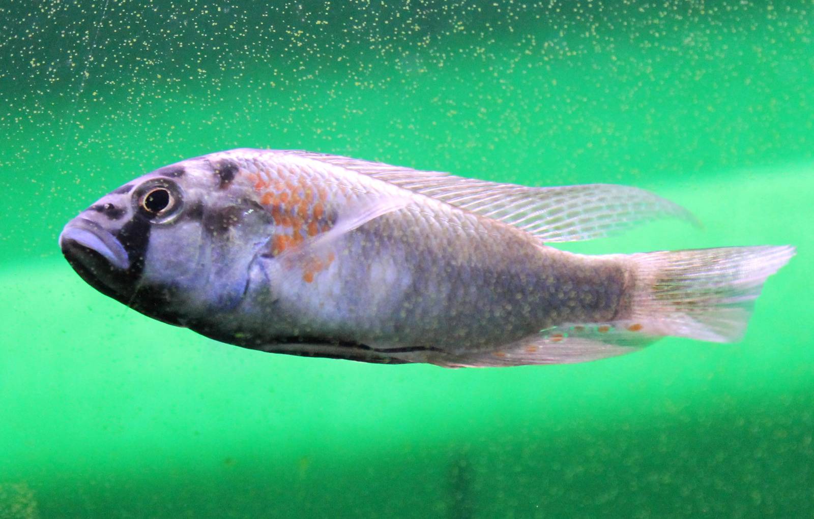 Astatotilapia burtoni